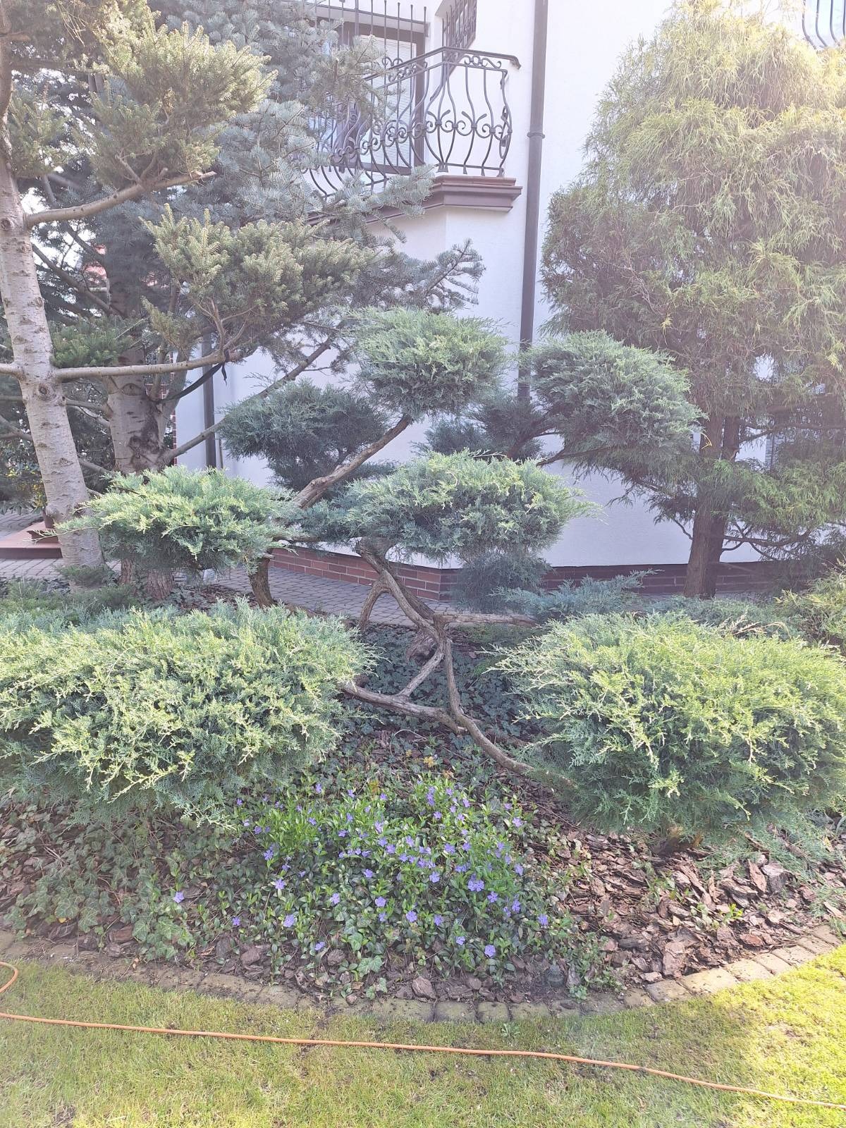 Ogród z formowanymi krzewami i drzewami iglastymi, kora i kwitnący barwinek. W tle biały budynek z balkonem z kutą balustradą. Słoneczny dzień.