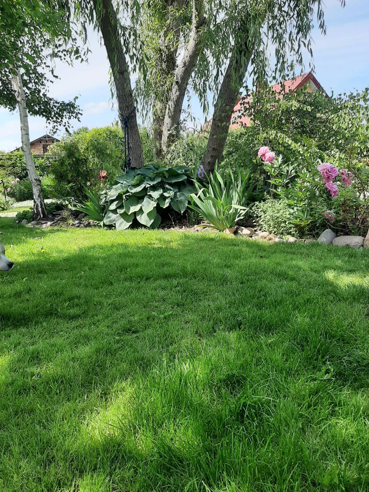 Zadbany ogród z bujną zielenią, drzewami i kwiatami. Widoczny fragment trawnika, rabaty z hostami, irysami i piwoniami. W tle dom z czerwonym dachem.