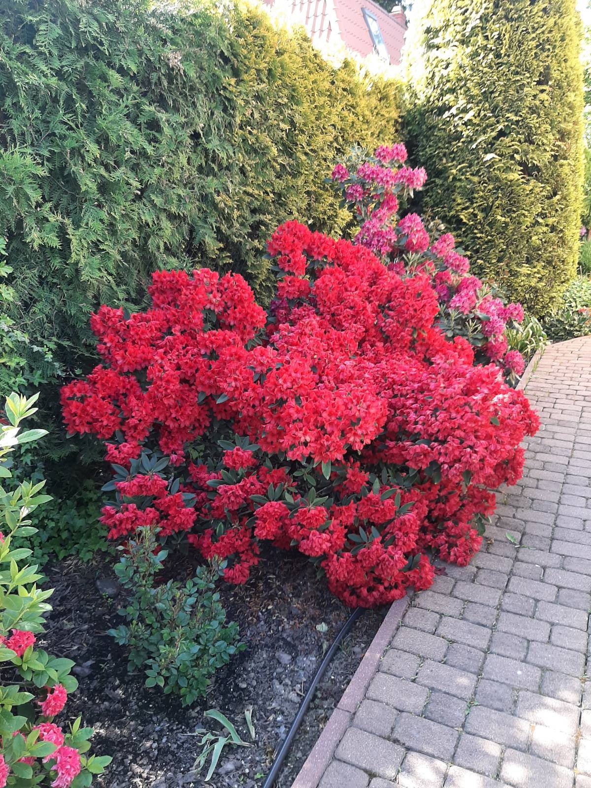 Kwitnący, czerwony rododendron na tle zielonych krzewów i ścieżki z kostki brukowej. Kompozycja roślin w ogrodzie, z bliska, w słoneczny dzień.