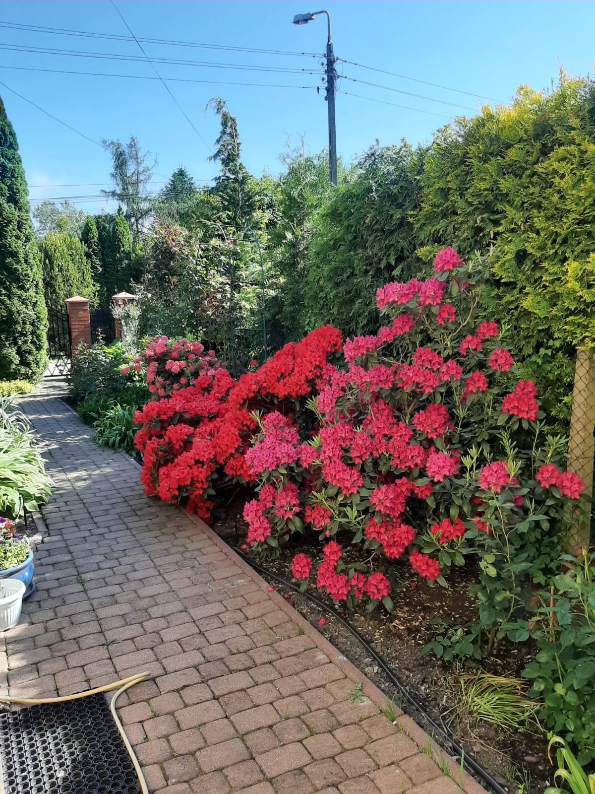 Kwitnące różaneczniki w odcieniach czerwieni i różu zdobią ścieżkę z kostki brukowej w zadbanym ogrodzie z tujami i innymi krzewami w słoneczny dzień.