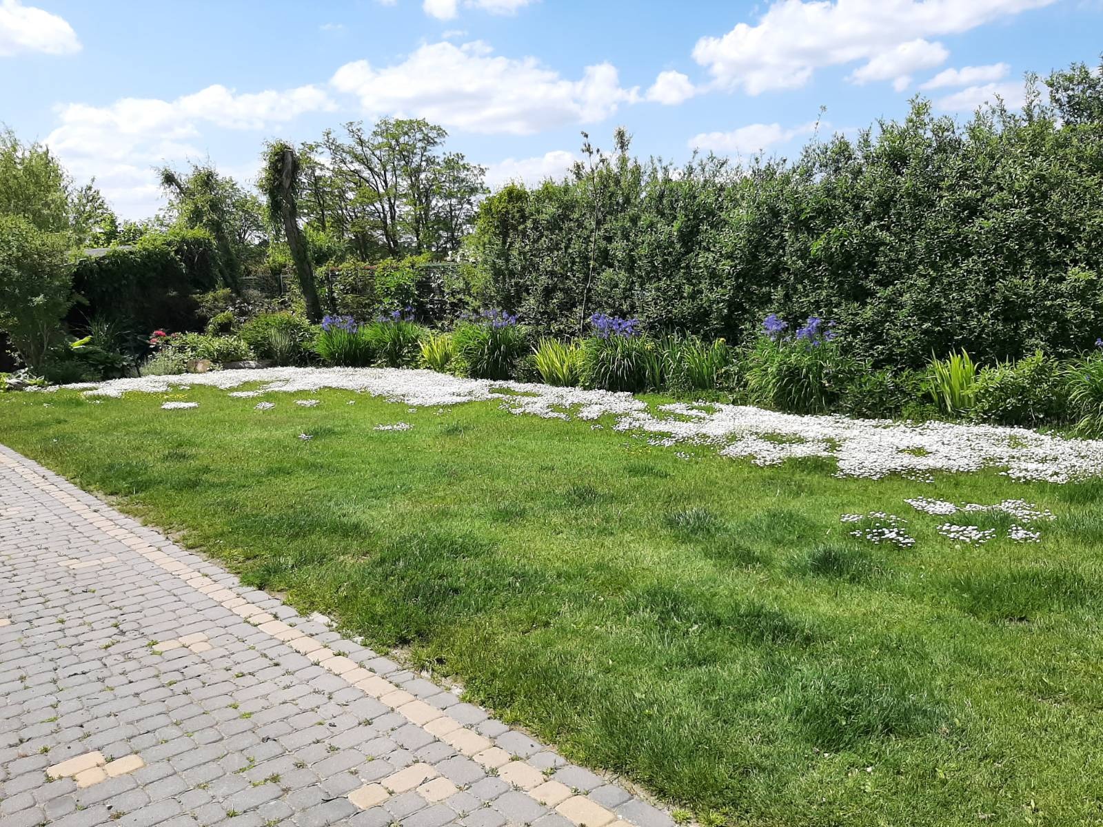 Zadbany trawnik z białymi kamykami i kwiatami, obok ścieżka z kostki brukowej. W tle żywopłot i drzewa. Słoneczny dzień, błękitne niebo z chmurami.