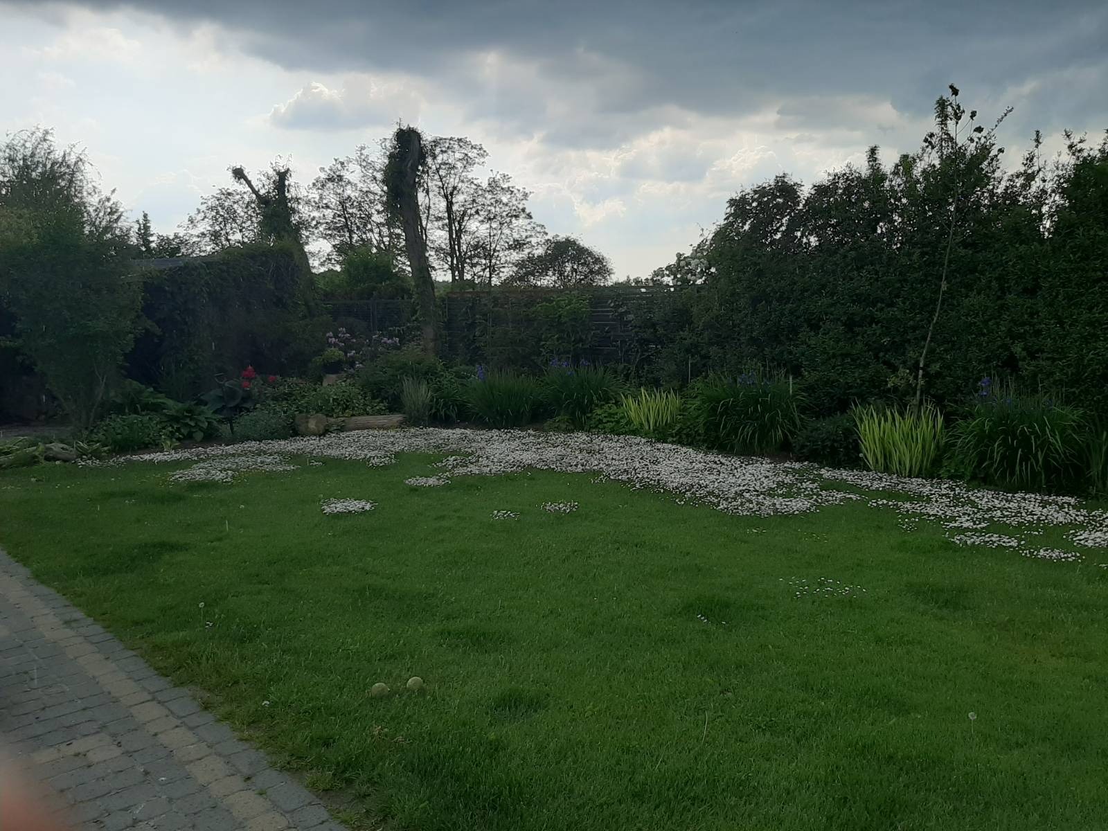 Zielony trawnik z rozsypanymi białymi kamykami, otoczony bujną roślinnością i drzewami pod pochmurnym niebem. Widoczny fragment ścieżki z kostki brukowej.