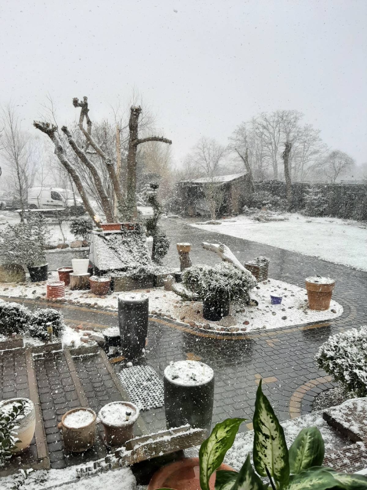 Ośnieżony ogród z drzewami po wycince, donicami i ścieżką z kostki brukowej. W tle budynek gospodarczy i częściowo widoczny biały van. Zimowa sceneria.