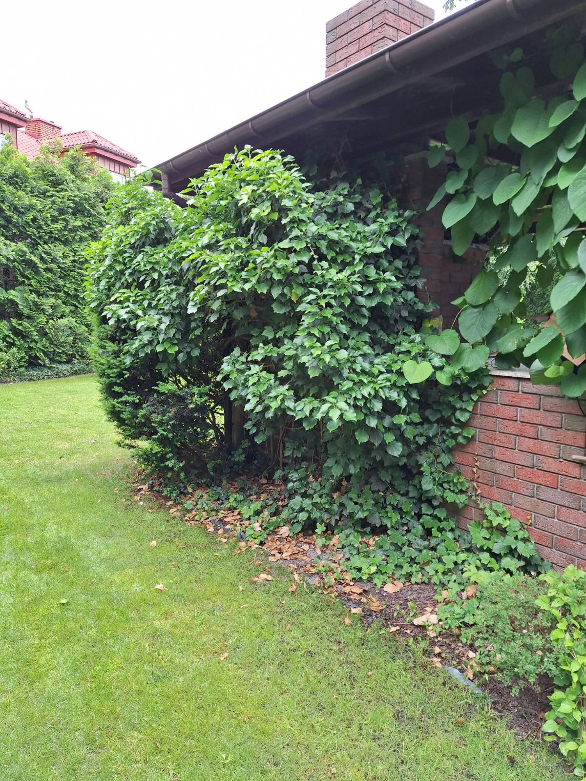 Zarośnięty krzew przy ceglanym budynku z pnączami. Widoczny trawnik i fragment dachu. Krzew wymaga przycięcia, a pnącza uporządkowania.