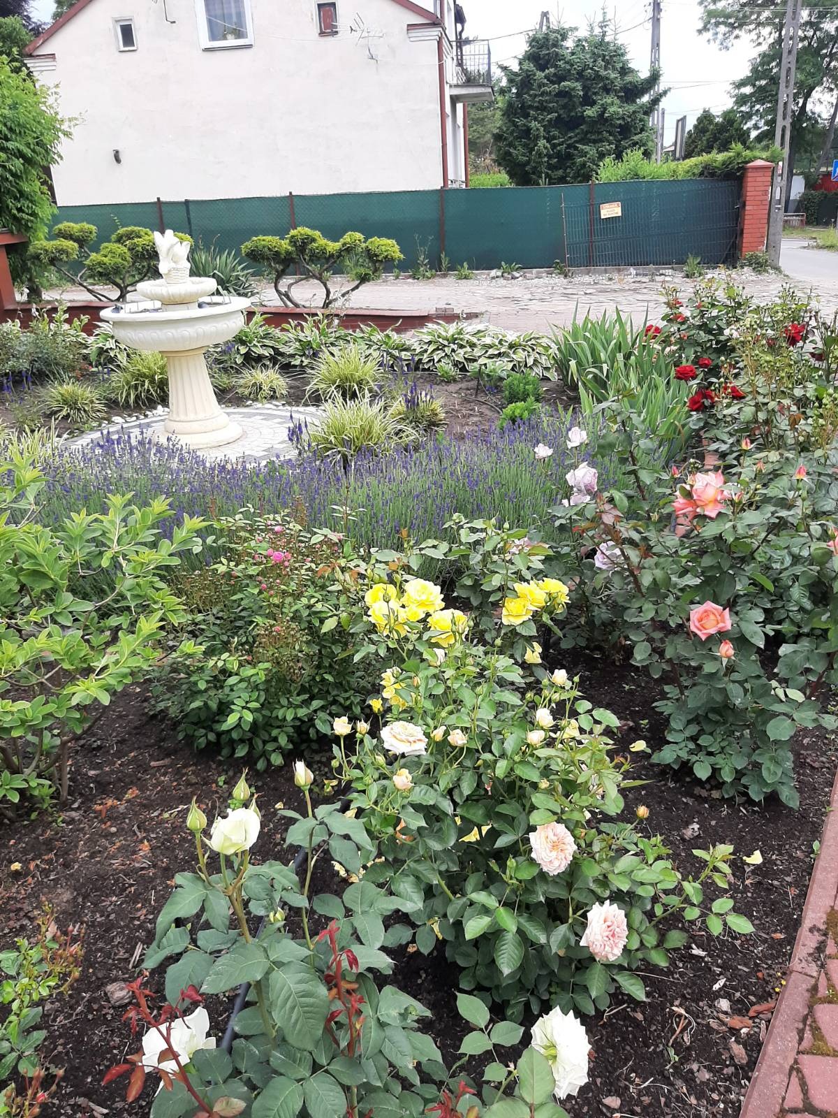 Ogród z fontanną i różami w różnych kolorach, lawenda w tle, zadbane krzewy, kostka brukowa, dom w tle. Ujęcie z bliska, prezentujące detale nasadzeń.