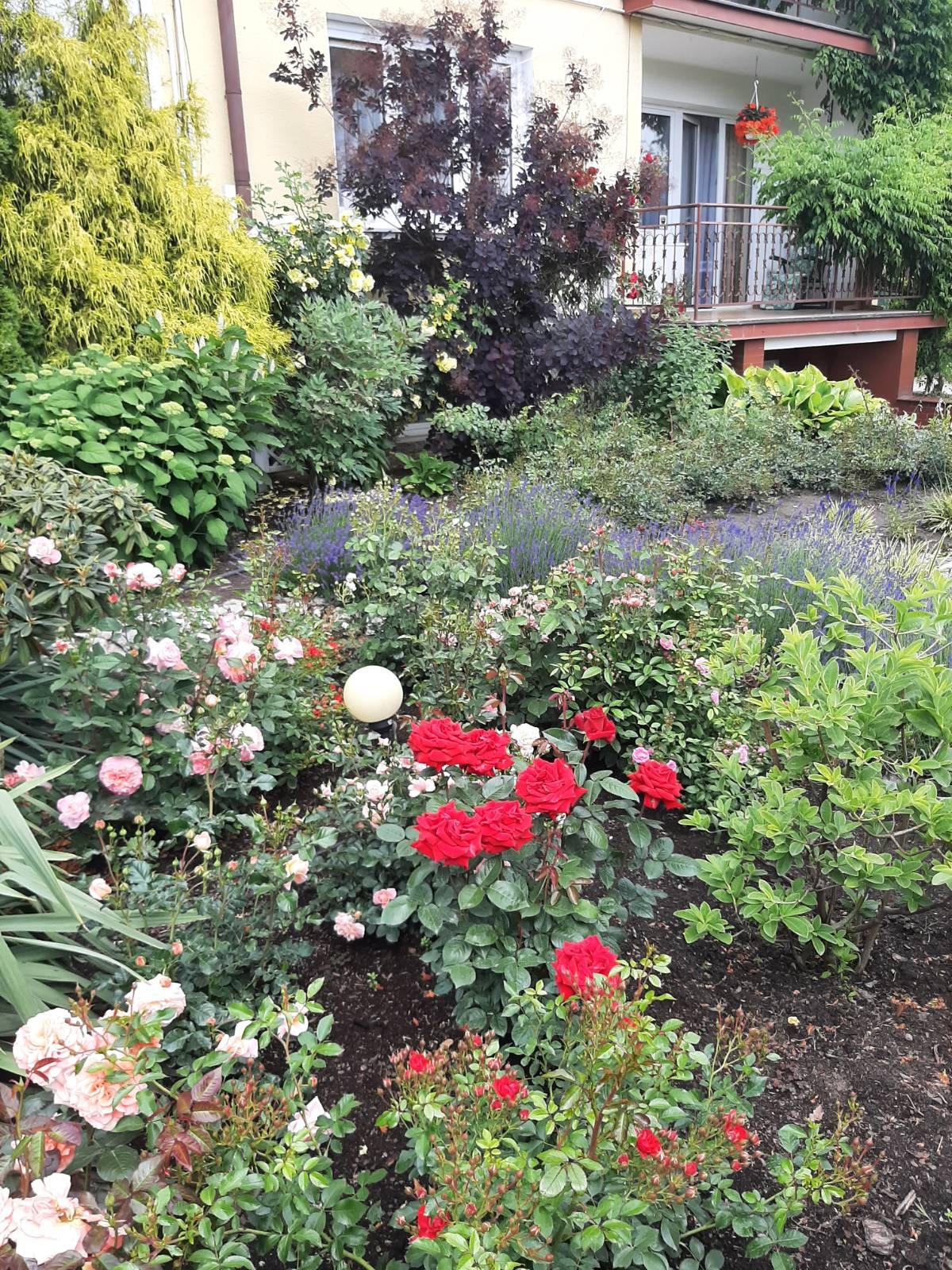 Kwitnący ogród przed domem z różami, lawendą i ozdobnymi krzewami. Biała kula dekoracyjna dodaje uroku. Widok na balkon z kwiatami.