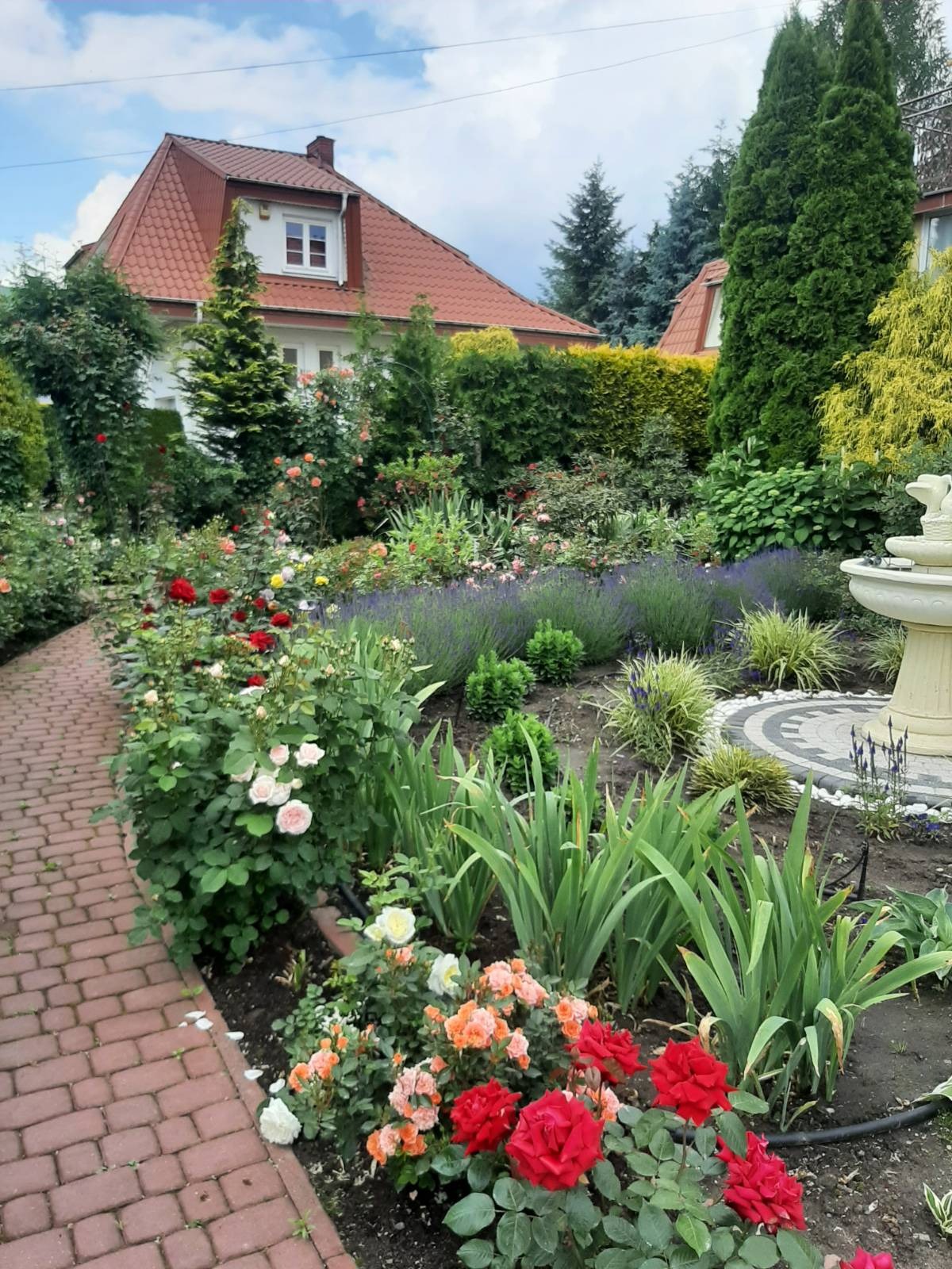 Kaskada róż i lawendy w ogrodzie w Piekutach. Czerwona ceglana ścieżka prowadzi przez rabaty kwiatowe do fontanny. Bujna zieleń krzewów i drzew w tle.