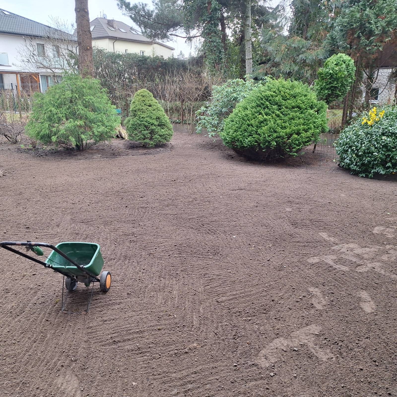Przygotowany teren pod trawnik z widocznymi śladami po siewniku, krzewy ozdobne w tle. Grządka wyrównana, gotowa do siewu trawy.