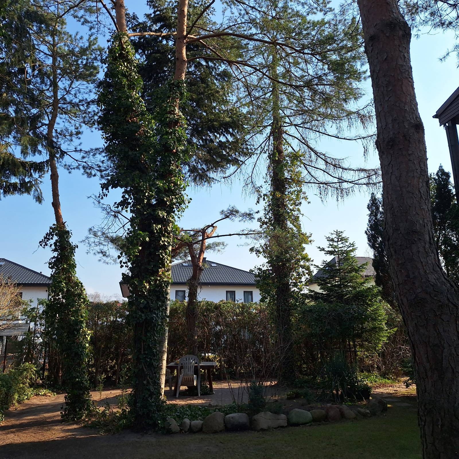 Zarośnięte bluszczem drzewa w ogrodzie z widokiem na dom. Na pierwszym planie trawnik i ścieżka z kamieni. W tle stół z krzesłami.