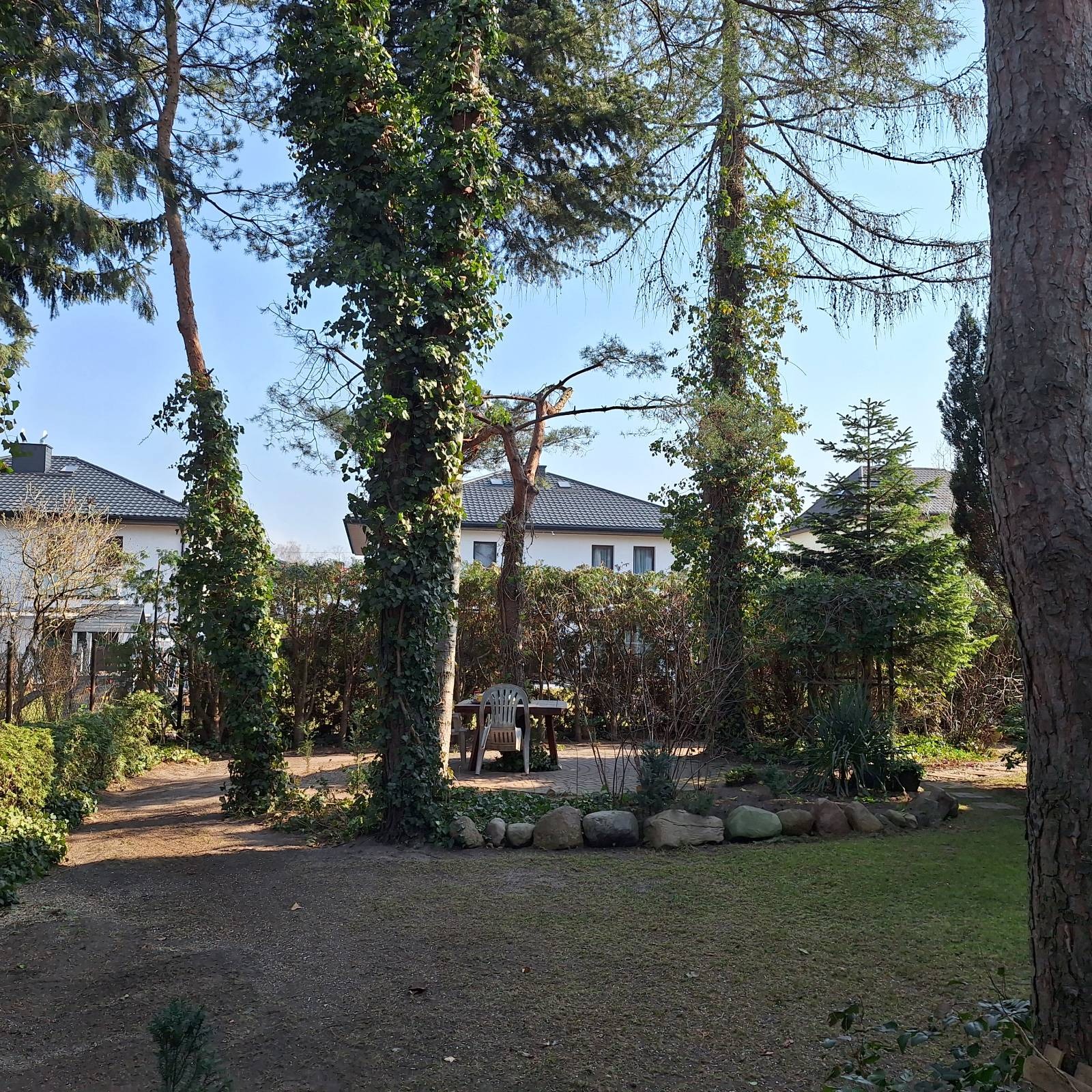 Zadbany ogród z drzewami porośniętymi bluszczem, niskim żywopłotem i kamiennym obrzeżem rabaty. W tle widoczny stół z krzesłami i dom z szarą dachówką.