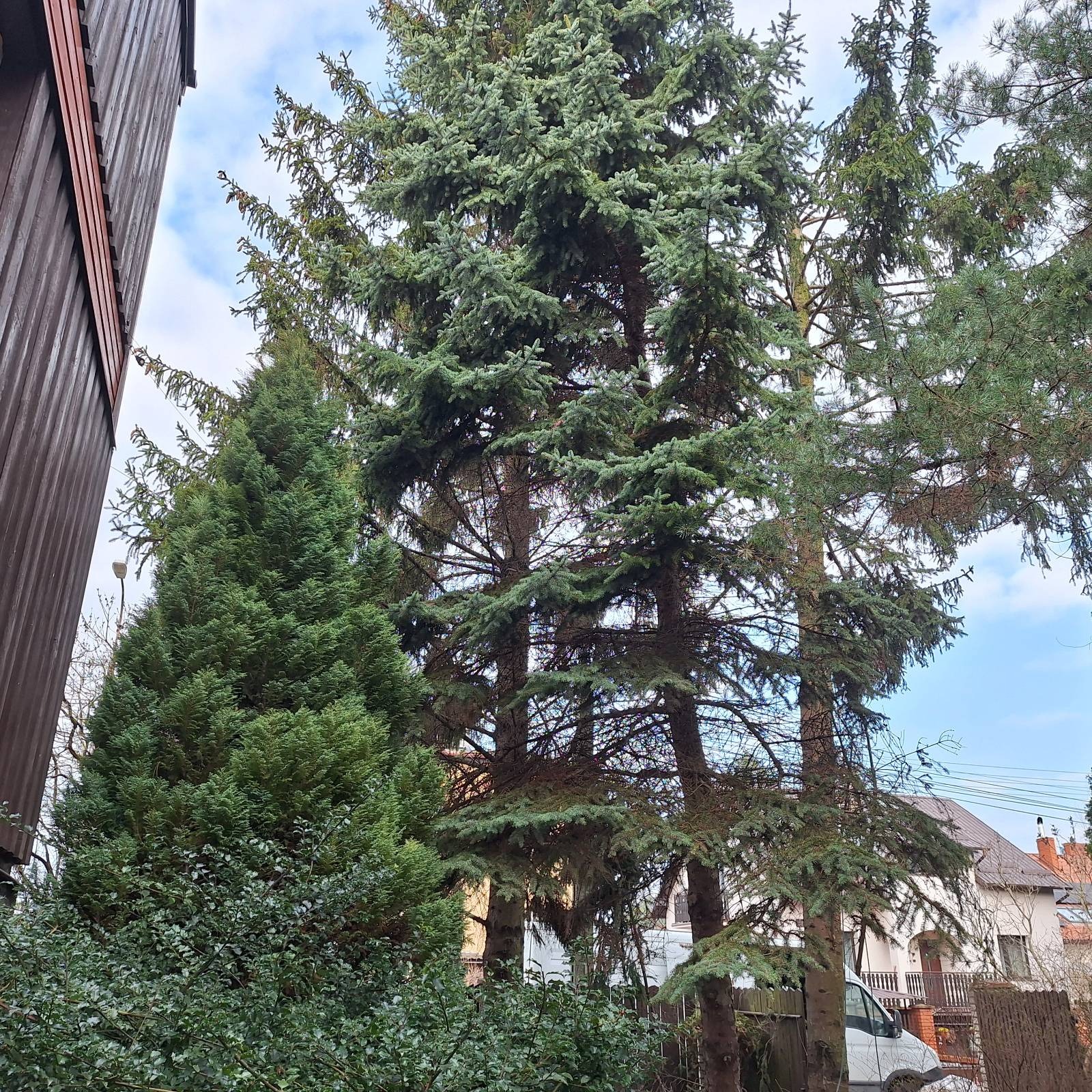 Kompozycja z kilku drzew iglastych o różnej wysokości i pokroju, na tle błękitnego nieba i zabudowań. Widoczny fragment budynku z brązową elewacją.