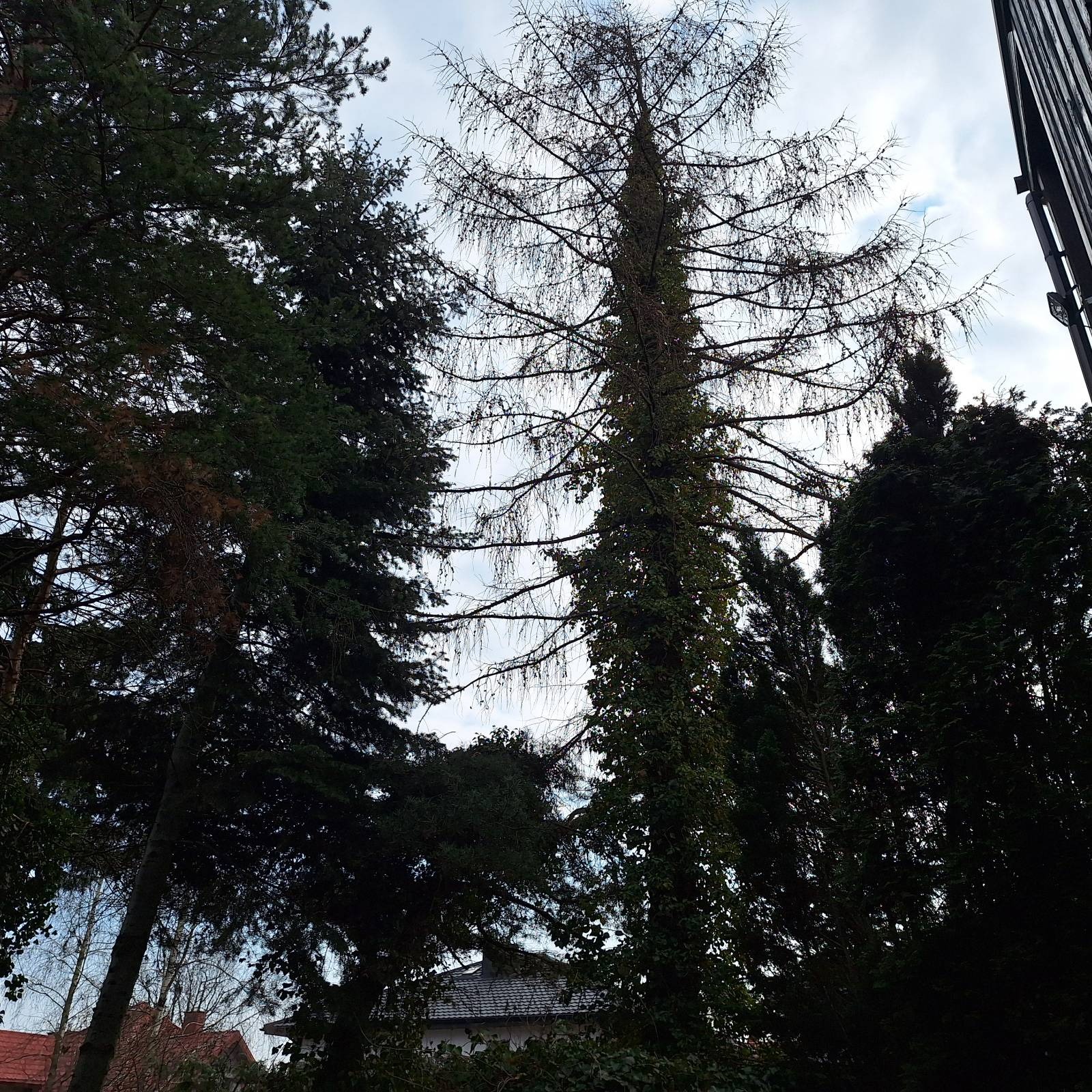 Wysokie drzewa iglaste i liściaste, częściowo ogołocone z liści, widziane z dołu na tle pochmurnego nieba. Budynki w tle. Ujęcie z dołu.