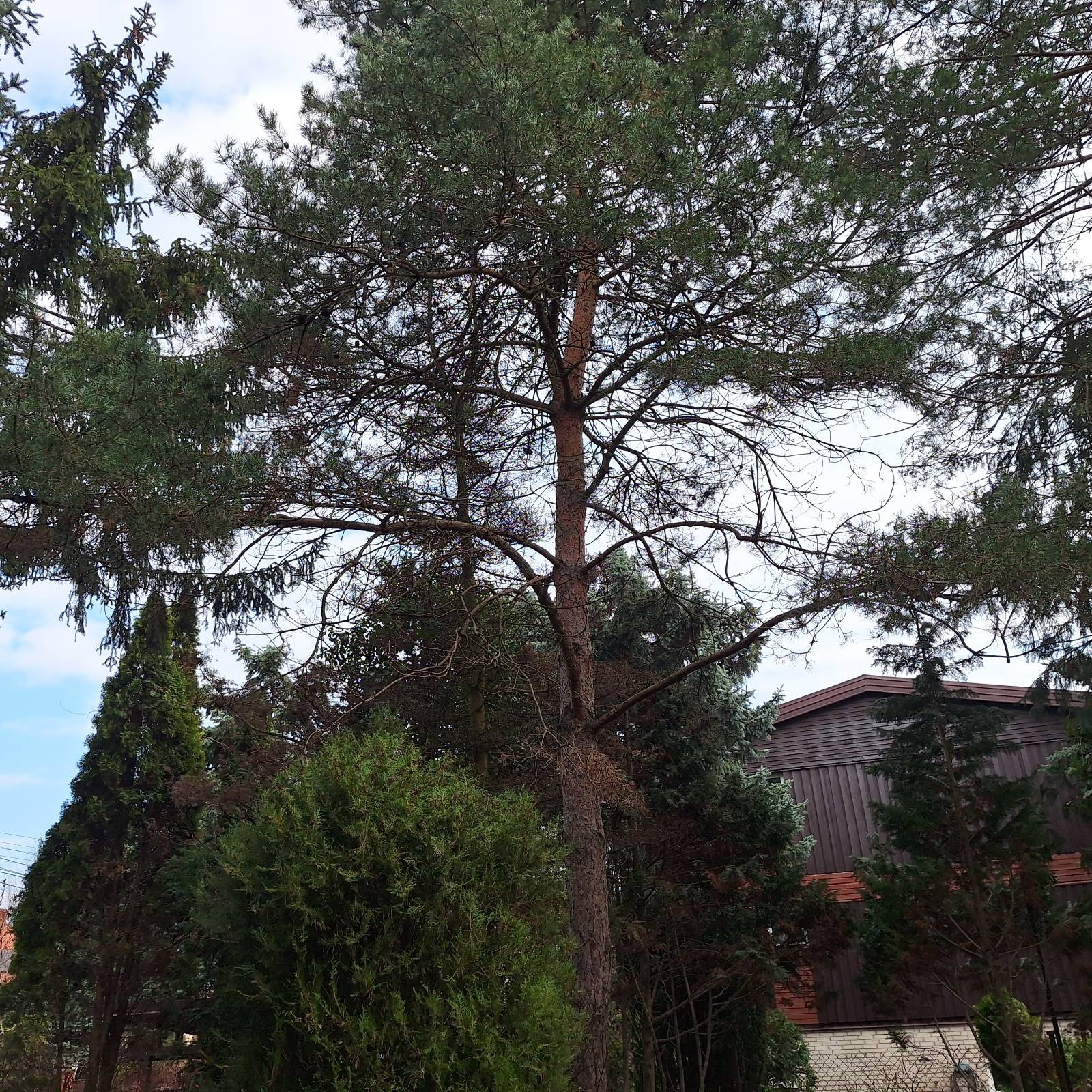 Wysoka sosna na tle błękitnego nieba i innych drzew iglastych. Widoczny fragment budynku z brązową elewacją. Ujęcie z dołu, podkreślające wysokość drzewa.