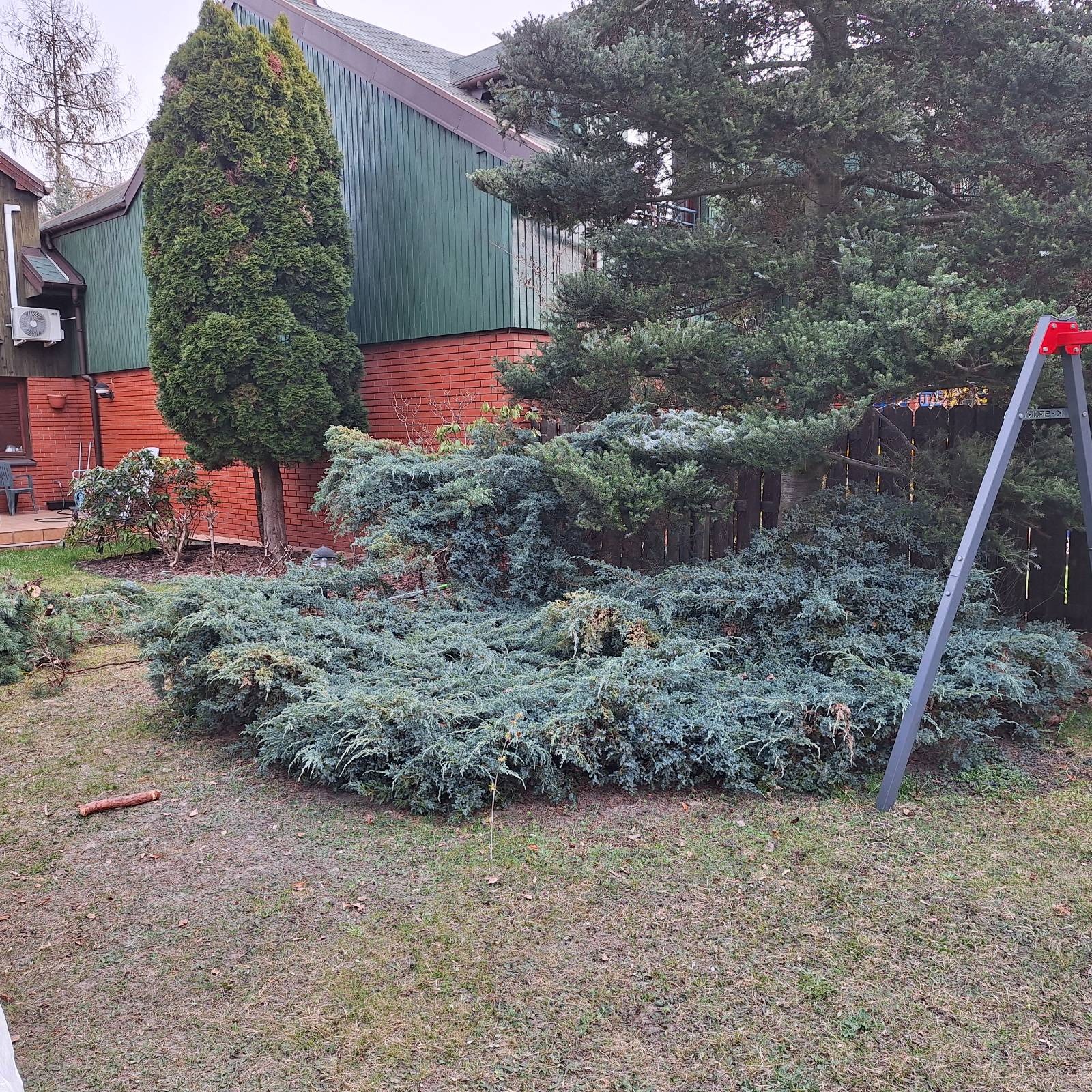 Zarośnięty ogród z jałowcem płożącym, tujami i świerkiem na tle domu z cegły i drewnianą elewacją. Fragment huśtawki po prawej. Zaniedbany trawnik.