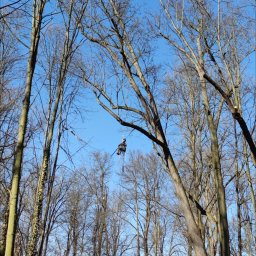 Sebastian linke Woodhunter