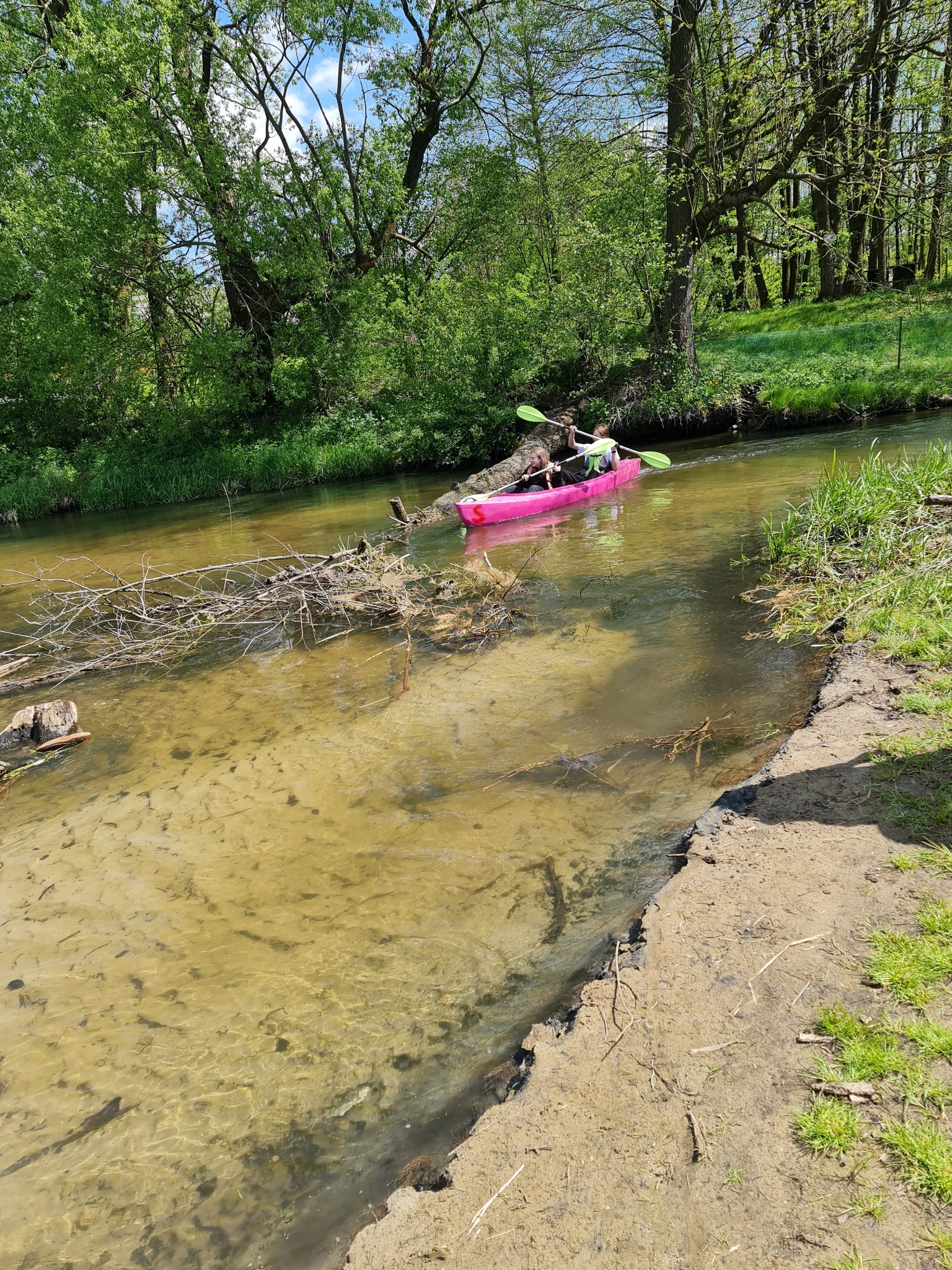 Spływ kajakowy po płytkiej rzece w otoczeniu zieleni. Dwie osoby płyną w różowym kajaku, używając zielonych wioseł. Woda jest przejrzysta, widać dno.