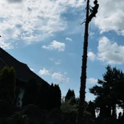 Arborysta w kasku, w trakcie wycinki drzewa na tle błękitnego nieba z chmurami. Pień drzewa po obcięciu gałęzi, dom w tle. Prace w ogrodzie.