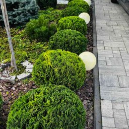 Wycinka drzew Warszawa 3