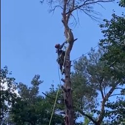 Zielony Świat - z Górnej Półki Trawniki w Warszawie