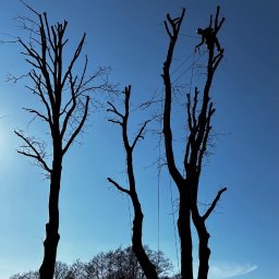 Zielony Świat Yan Tomashevskyi - Sylwetka arborysty na drzewie podczas przycinania gałęzi na tle błękitnego nieba. Widoczne liny i inne drzewa w tle.