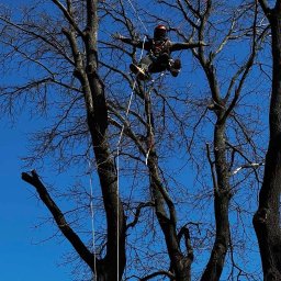 Zielony Świat Yan Tomashevskyi - Arborysta w uprzęży, na linie, przycina gałęzie drzewa na tle błękitnego nieba. Widok z dołu, skupienie na bezpieczeństwie i profesjonalizmie podczas pracy na wysokości.