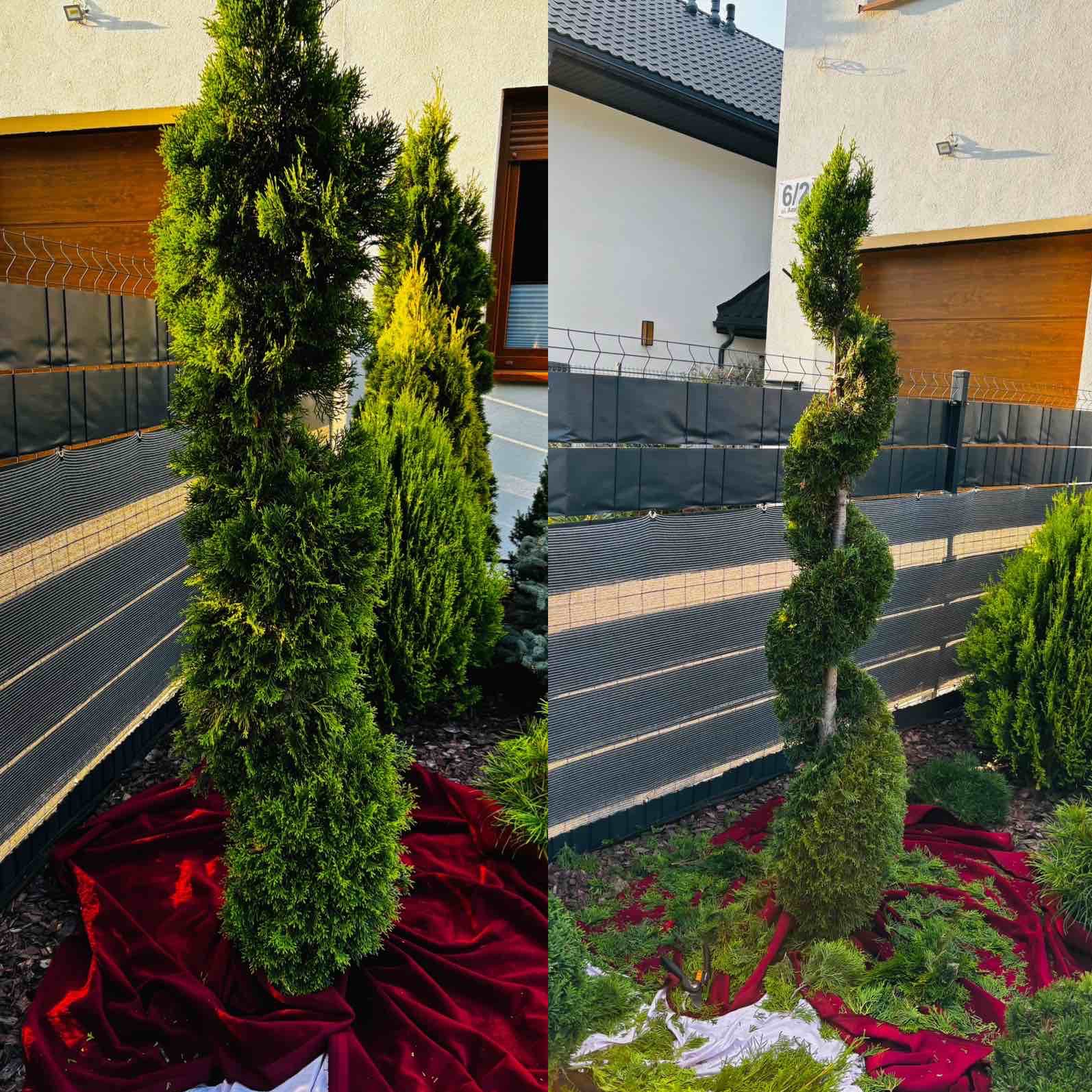 Porównanie: przed (prosto) i po (spiralnie) przycięciu żywotnika, na czerwonej tkaninie, z narzędziami obok. Dom i ogrodzenie w tle.