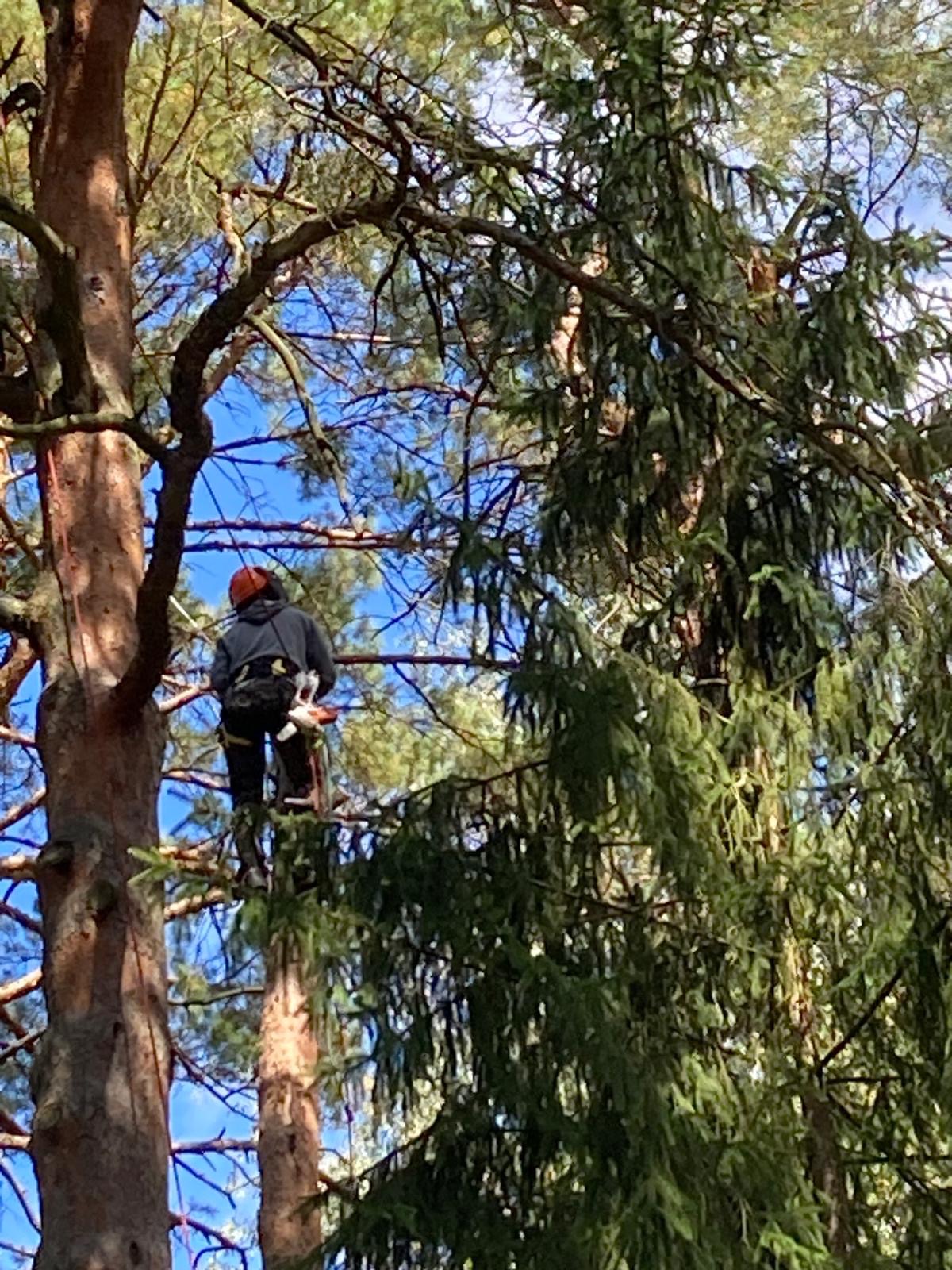 Arborysta w uprzęży, z piłą łańcuchową, przycina gałęzie wysokiej sosny na tle błękitnego nieba. Bezpieczeństwo i pielęgnacja drzew w jednym ujęciu.