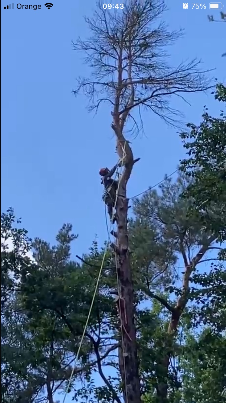 Arborysta w kasku i uprzęży, w trakcie wspinaczki po wysokim drzewie iglastym z uschniętymi gałęziami, na tle błękitnego nieba, z widocznymi linami zabezpieczającymi.