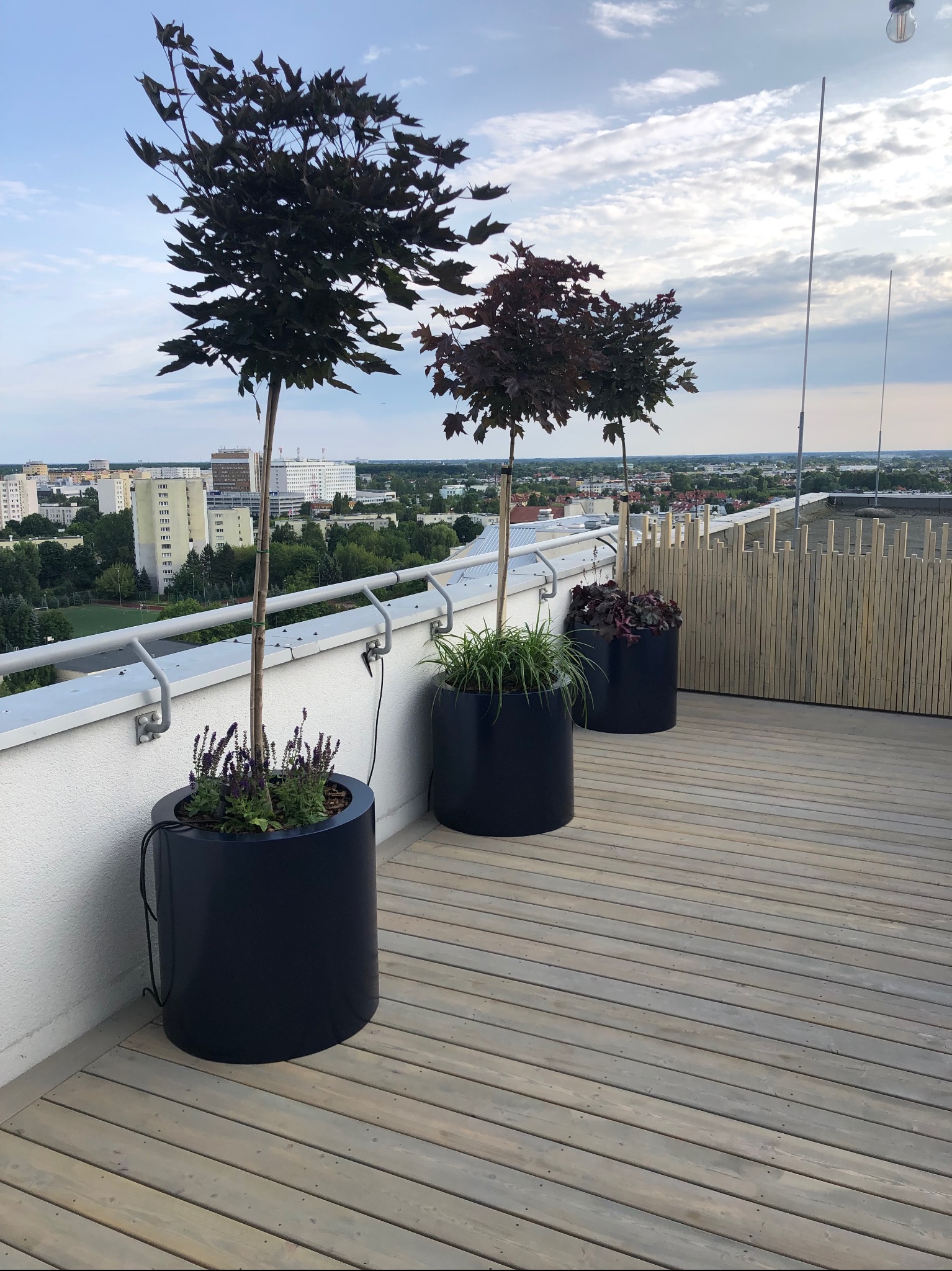 Drewniany taras na dachu budynku z trzema donicami z drzewkami ozdobnymi. W tle widok na miasto i błękitne niebo z chmurami.