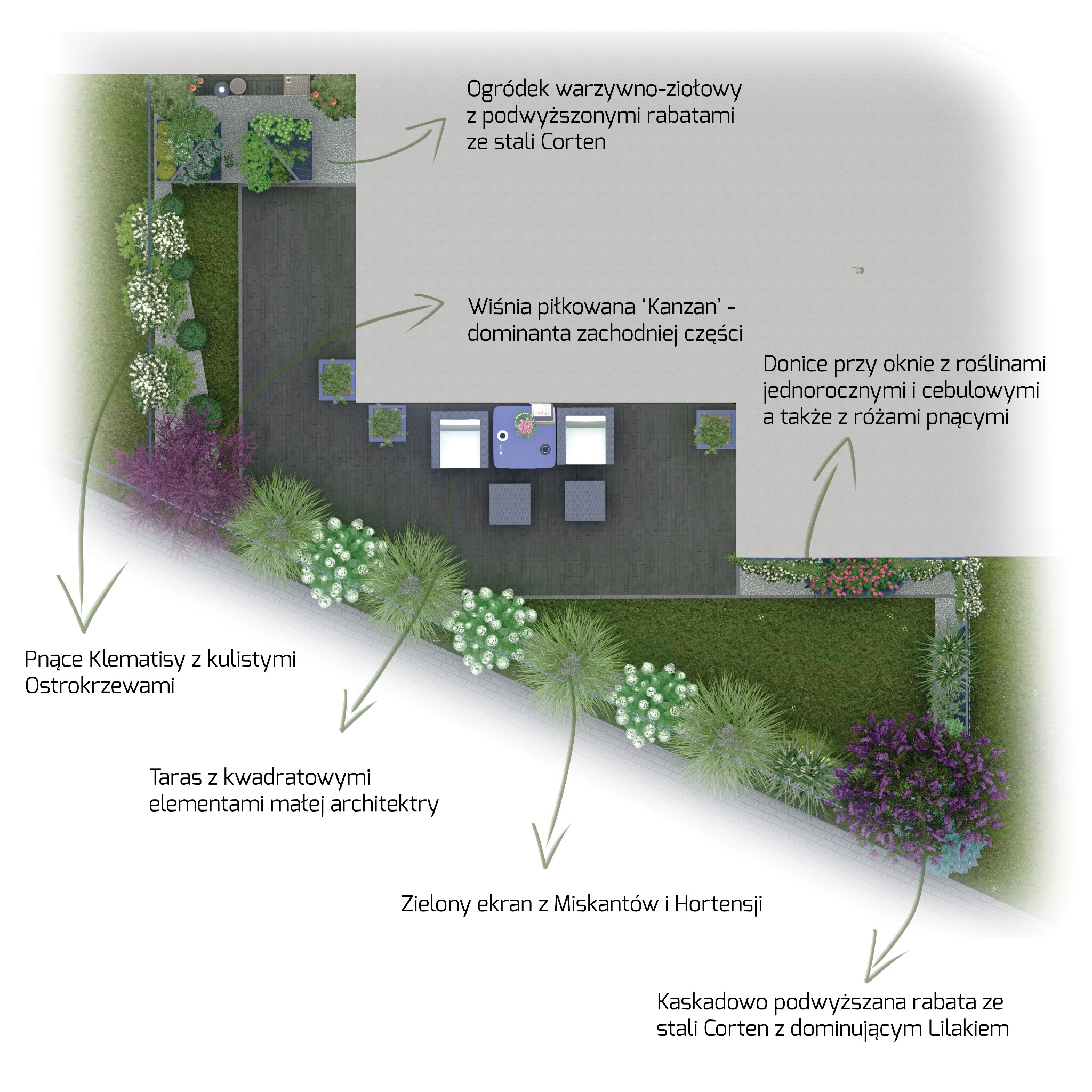 Plan ogrodu z warzywnikiem, rabatami ze stali Corten, wiśnią 'Kanzan', donicami z roślinami jednorocznymi i cebulowymi, klematisami i ekranem z miskantów i hortensji.