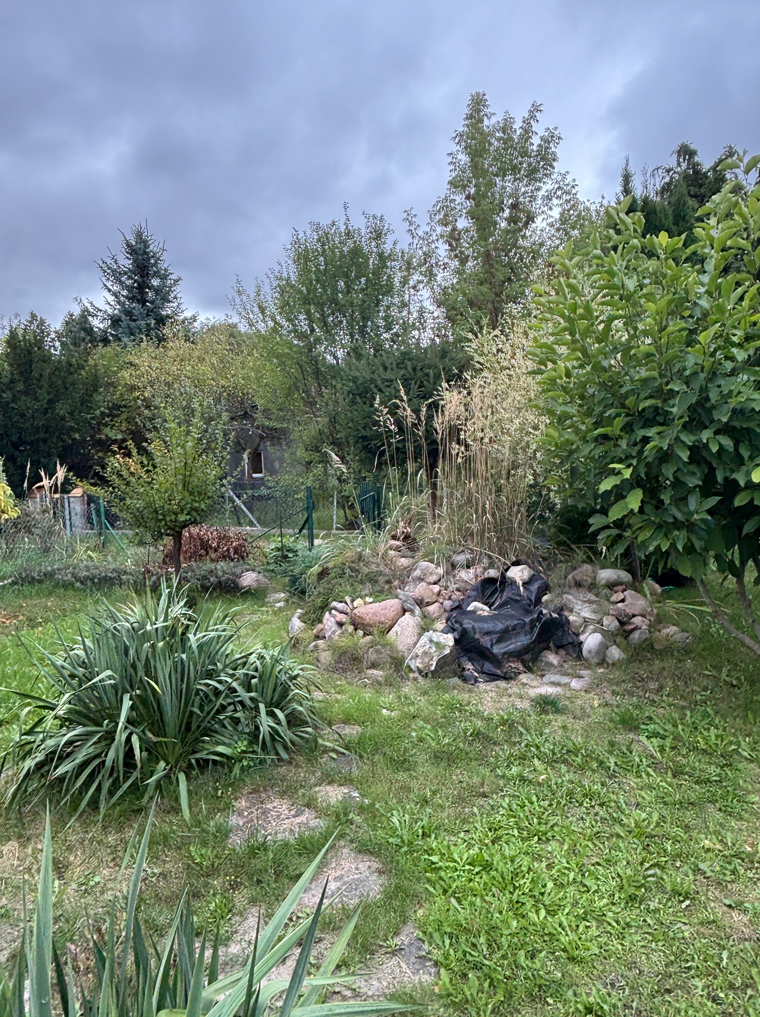 Fragment ogrodu z kamieniami, roślinnością i czarną folią na ziemi. W tle widoczne drzewa i zabudowania. Pochmurne niebo.