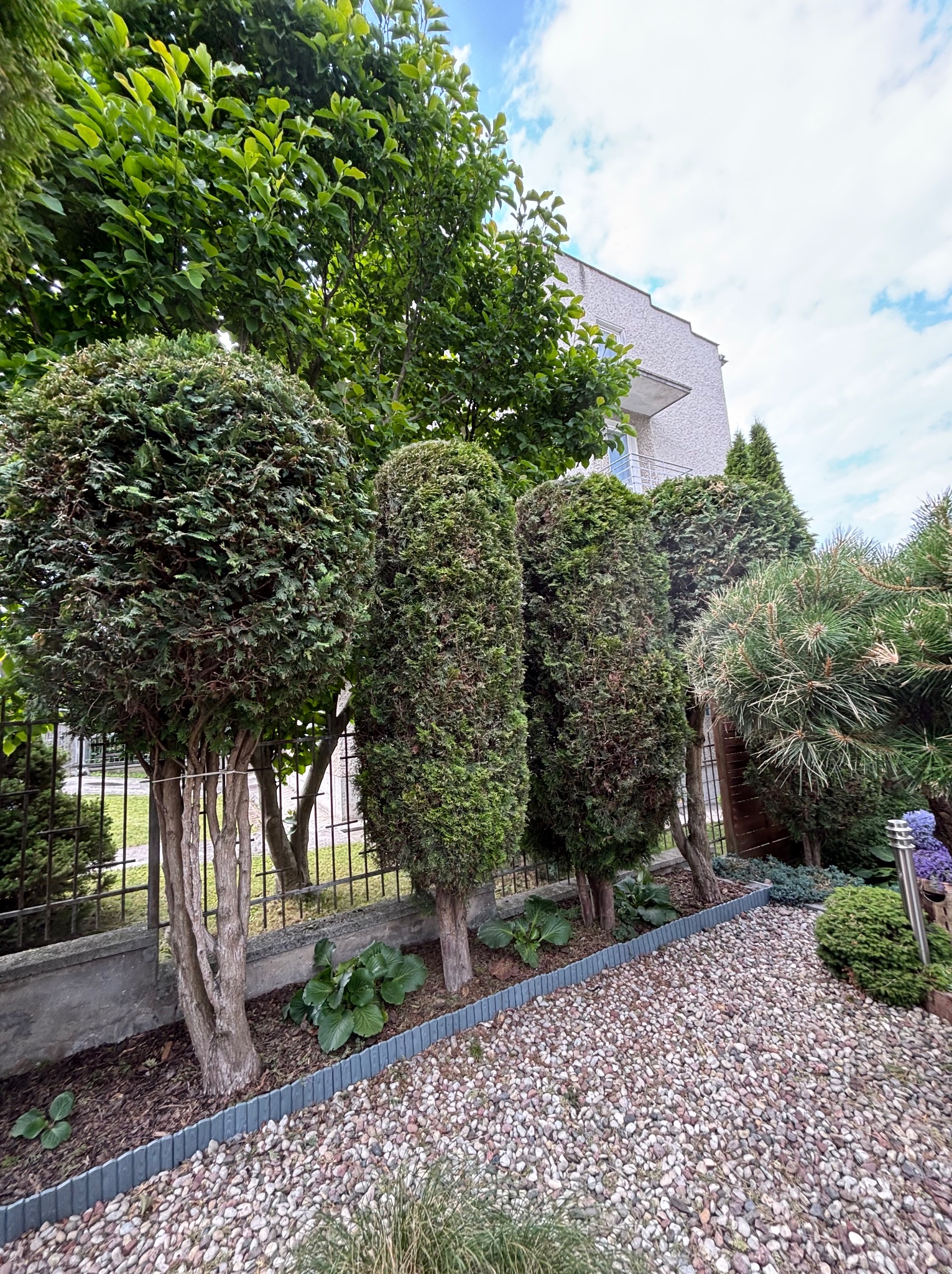 Ogród z równo przyciętymi drzewami iglastymi o kulistych i cylindrycznych kształtach, oddzielonymi od ścieżki palisadą. Tło stanowi budynek i fragment nieba.