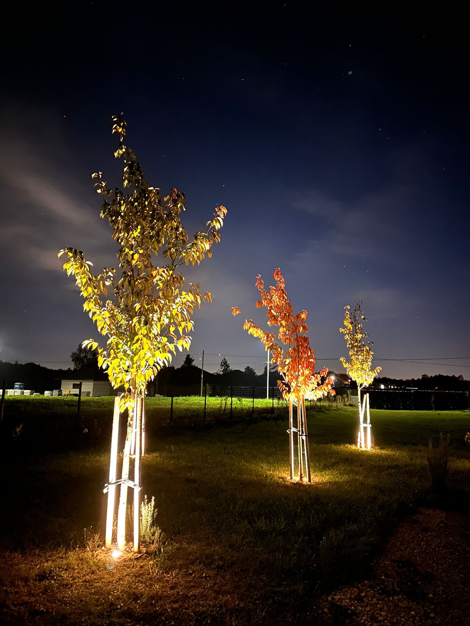 Nocne ujęcie trzech podświetlonych drzewek na trawniku. Oświetlenie eksponuje jesienne barwy liści, a w tle widoczne gwiazdy na nocnym niebie.