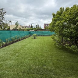 Trawa z rolki Gorzów Wielkopolski 4