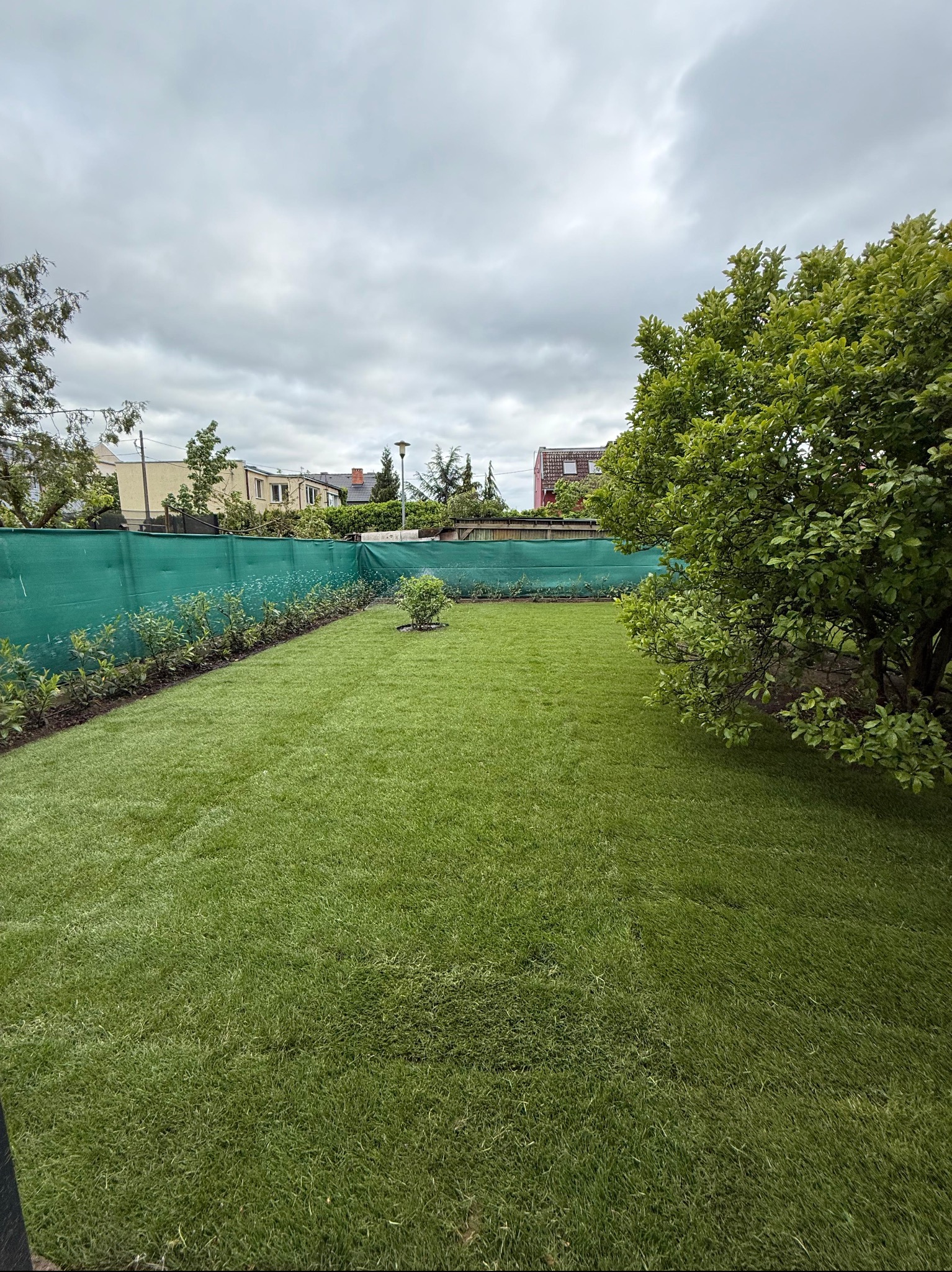 Zadbany ogród z równo przystrzyżonym trawnikiem, obsadzony krzewami wzdłuż zielonego płotu. Widoczne drzewo i pochmurne niebo. Efektowna realizacja.