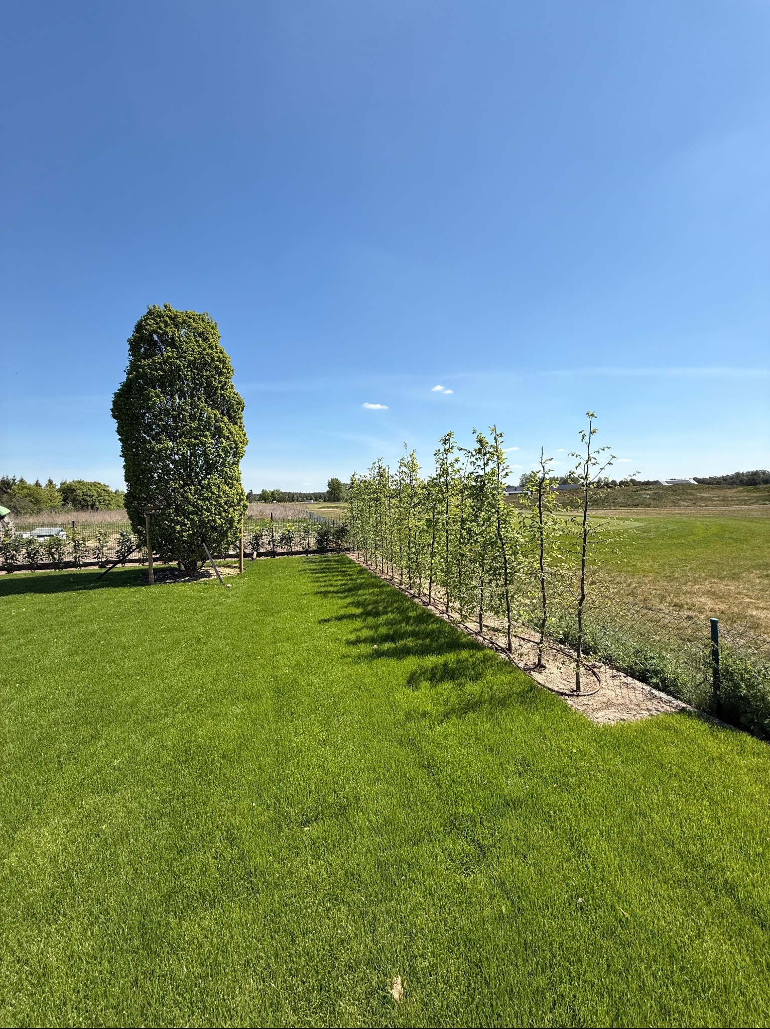 Zadbany trawnik z młodymi drzewkami w rzędzie, tworzącymi żywopłot, oraz samotnym, wysokim drzewem. W tle rozległe pole pod błękitnym niebem.