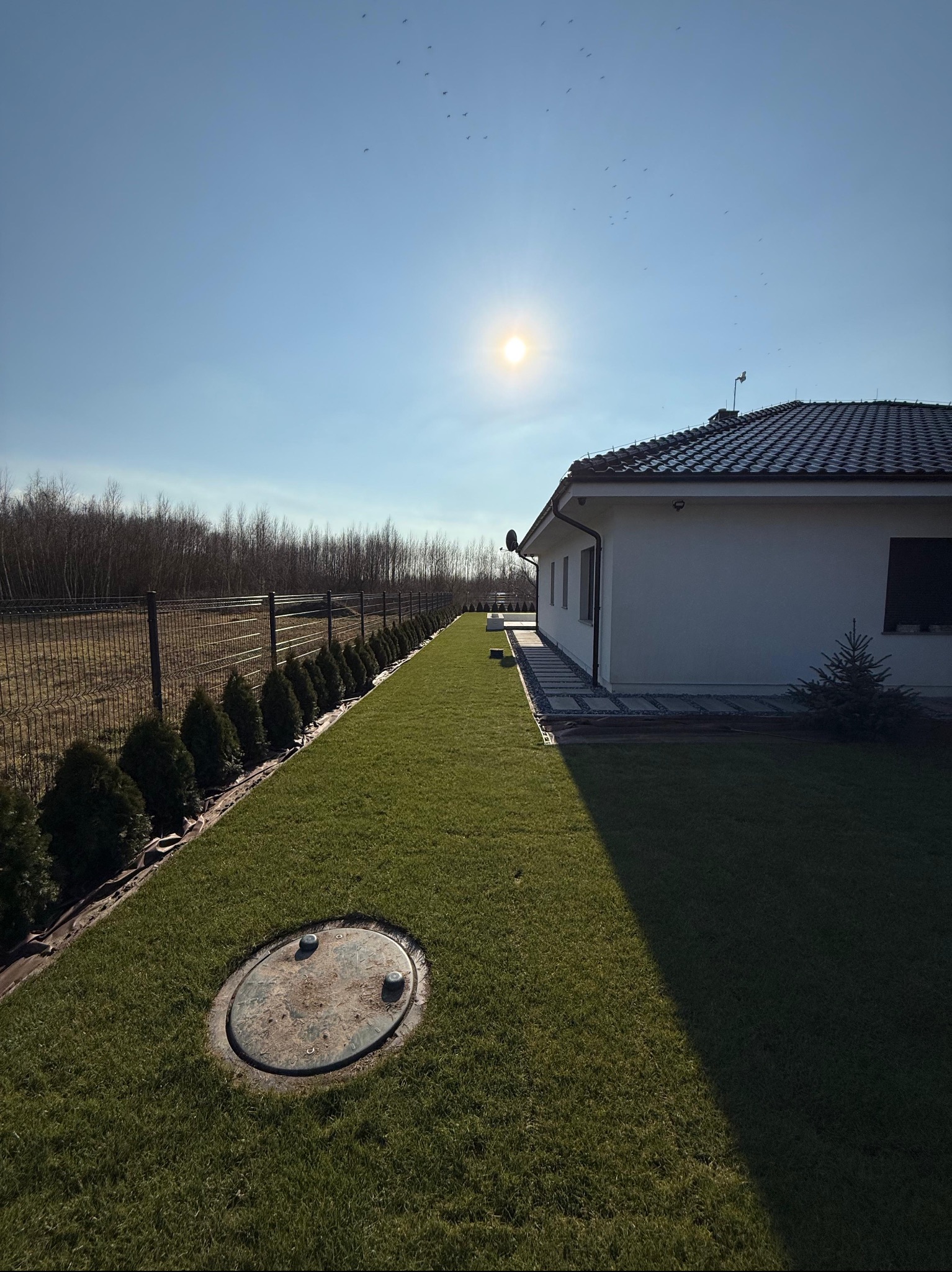 Nowo założony trawnik z rolki, równo przycięty, obok domu z ciemną dachówką. W tle rząd małych tuj i siatka ogrodzeniowa. Widoczna studzienka kanalizacyjna na trawniku.