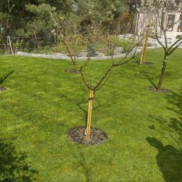 Marek Kolański Ogrody - Świeżo założony trawnik z młodymi drzewkami, podparte bambusowymi tyczkami i wyściółkowane korą. W tle dom z białymi kwiatami na drzewach.