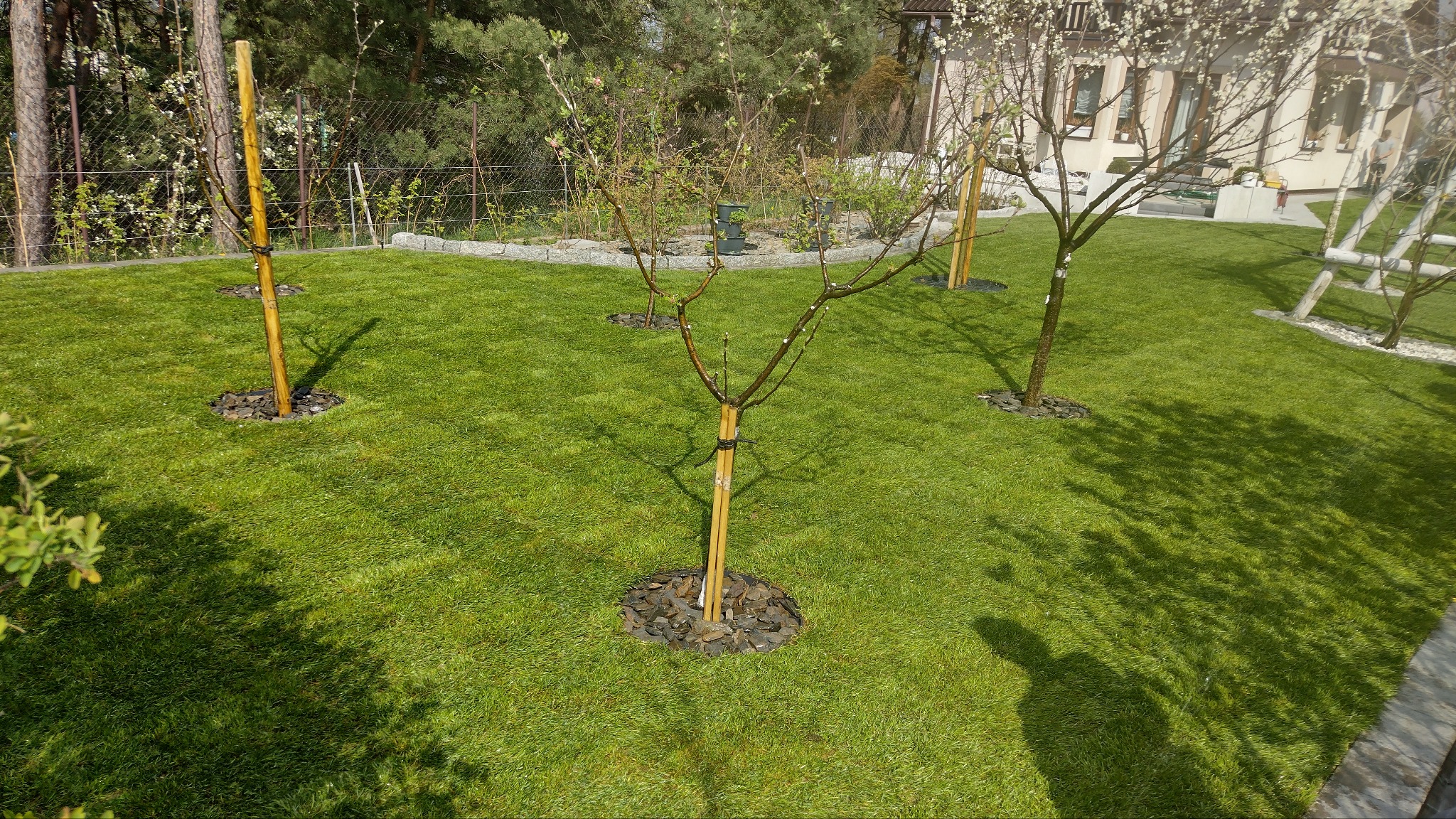 Świeżo założony trawnik z młodymi drzewkami, podparte bambusowymi tyczkami i wyściółkowane korą. W tle dom z białymi kwiatami na drzewach.