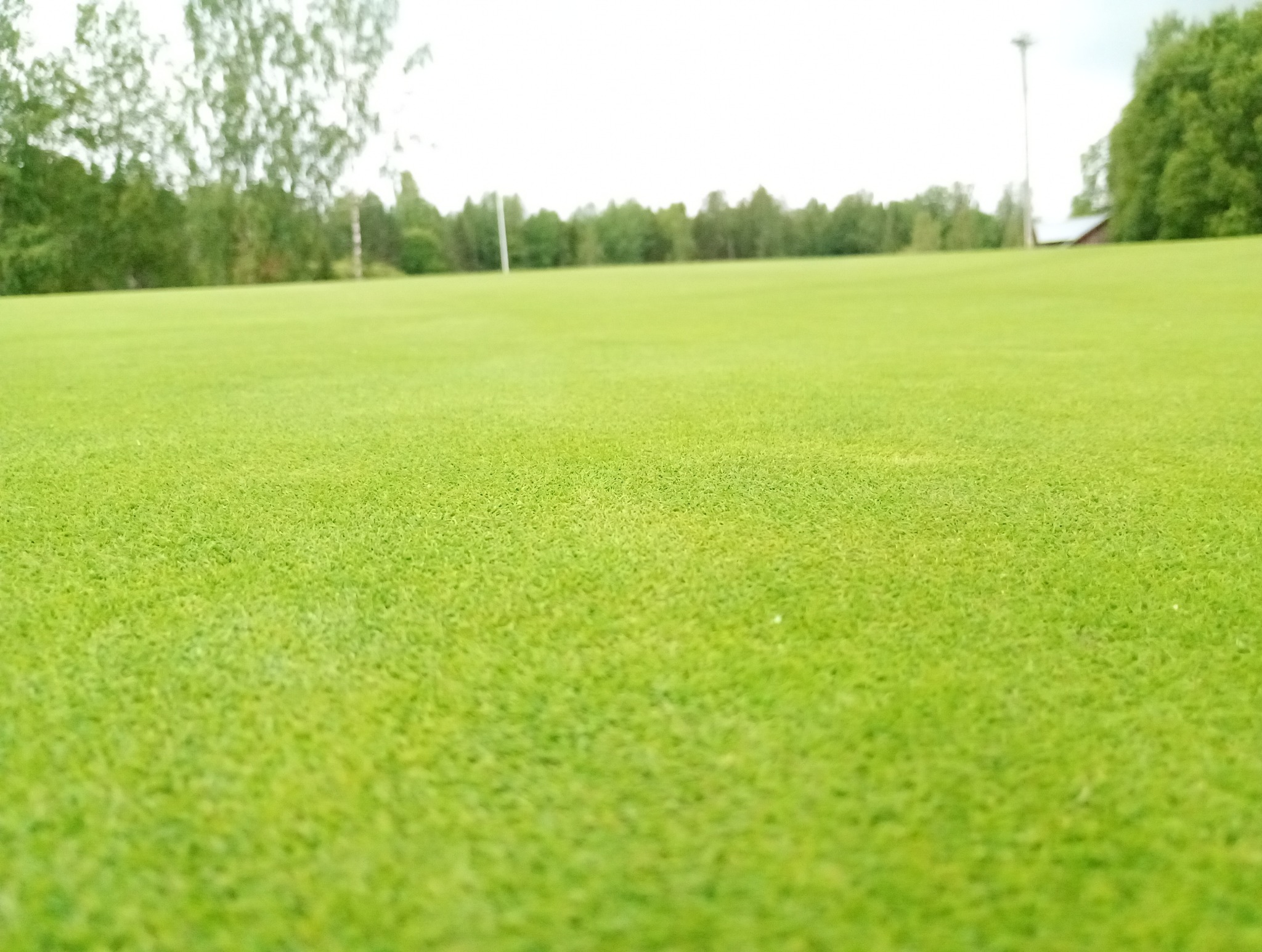 Rozległy, soczyście zielony trawnik, przypominający pole golfowe, z drzewami w tle i słupem oświetleniowym w oddali, prezentuje efekt pielęgnacji.