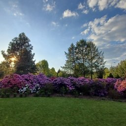 " YELLOW TRIP " EMILIAN GOL&Oacute;NKA - Systemy Nawadniające Warszawa
