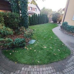 DEGO Group Sp. z o.o. - Zadbany trawnik z nasadzeniami krzewów i drzew wzdłuż ścieżki z kostki brukowej. Widoczne opadłe liście. Tło stanowi dom jednorodzinny i rząd tuj.