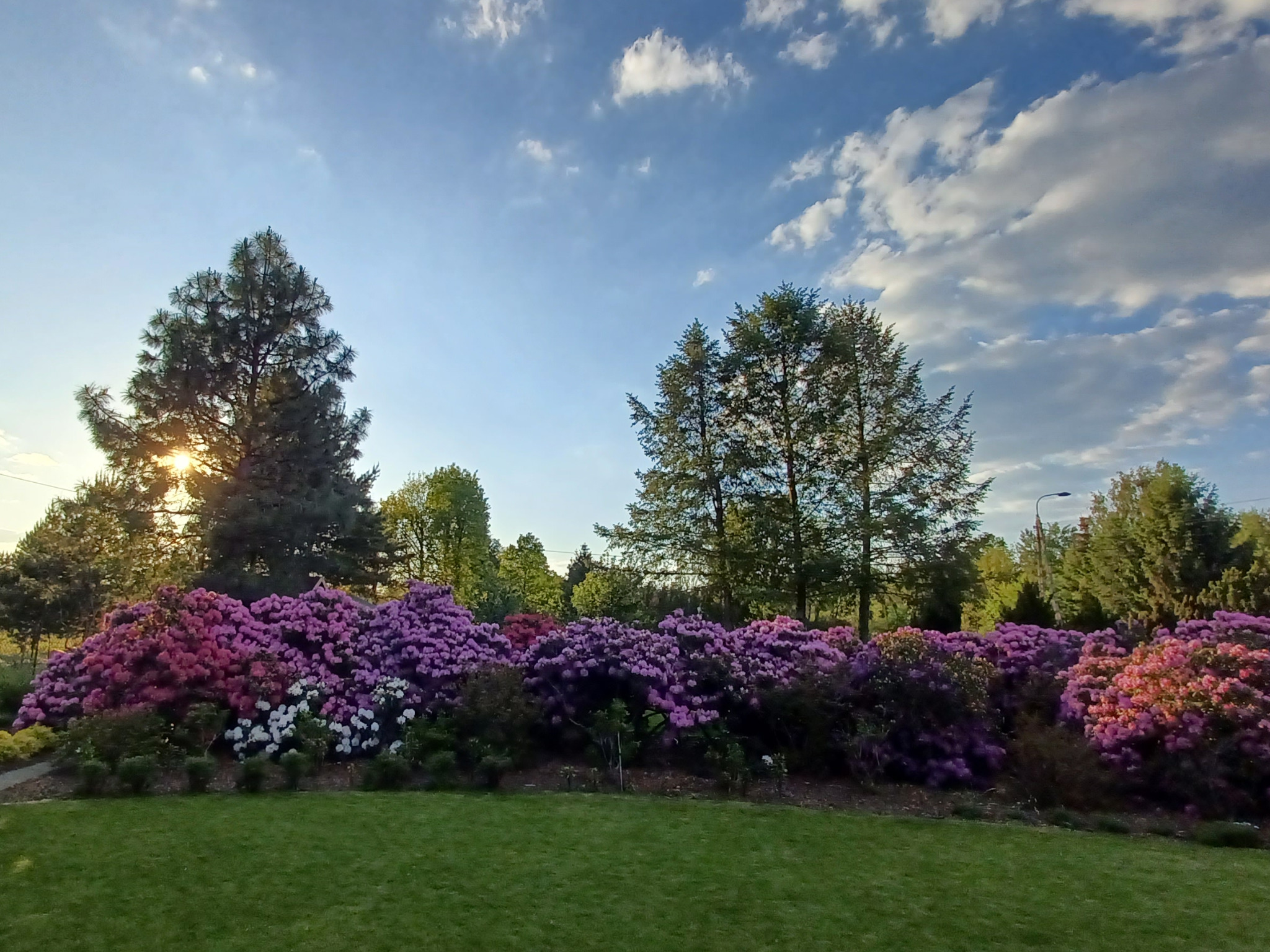 Kwitnące różaneczniki w ogrodzie, widok na zadbany trawnik i drzewa w tle, błękitne niebo z chmurami. Promienie słońca przebijają się przez korony drzew.