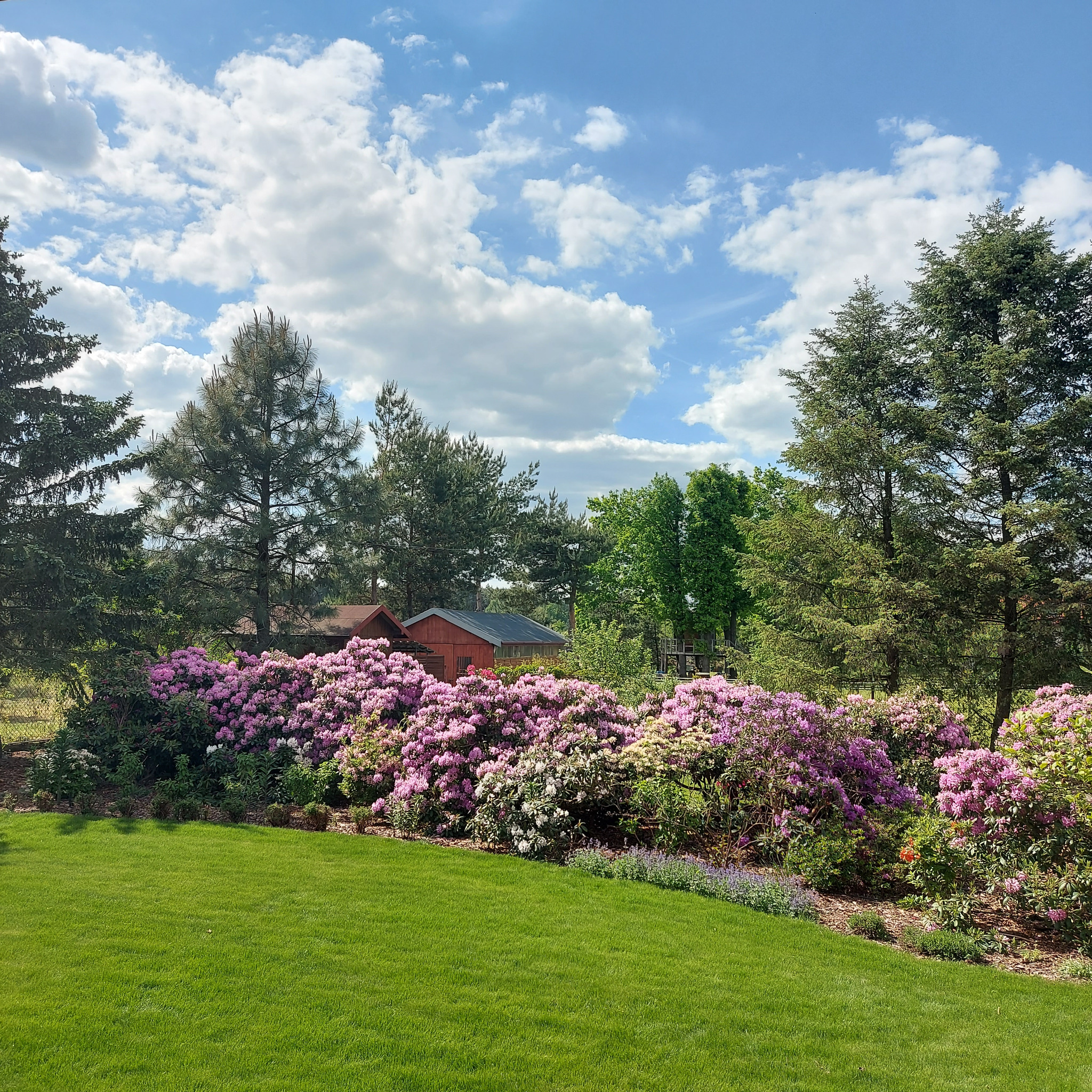 Rozległy, zadbany ogród z kwitnącymi rododendronami w odcieniach różu i bieli, na tle zielonego trawnika i drzew iglastych, pod błękitnym niebem z obłokami.