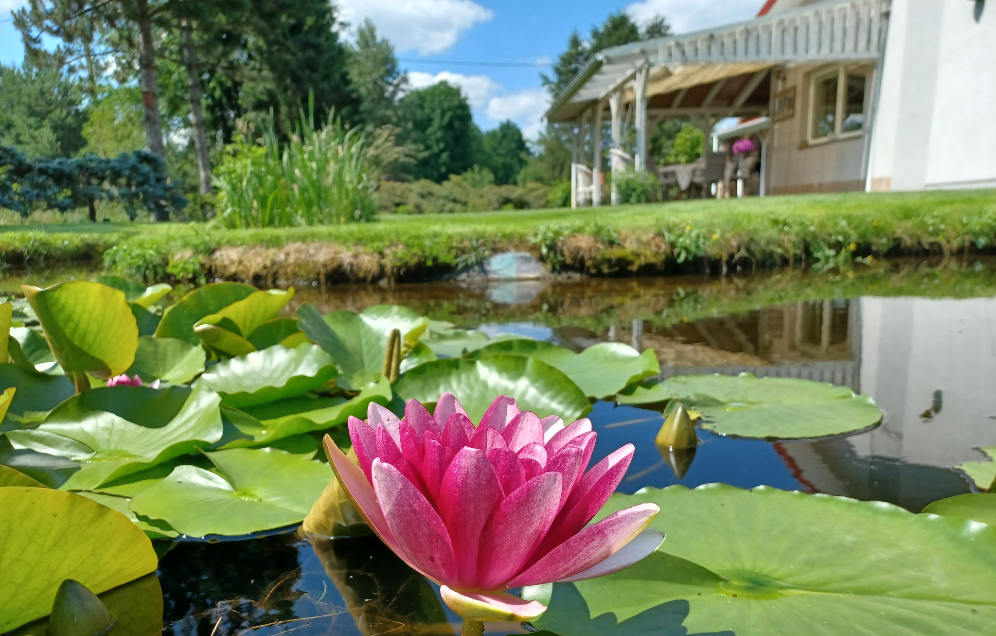 Różowa lilia wodna w stawie, z zielonymi liśćmi na wodzie. W tle widoczny zadbany ogród z altaną i budynkiem, odbijający się w tafli wody.