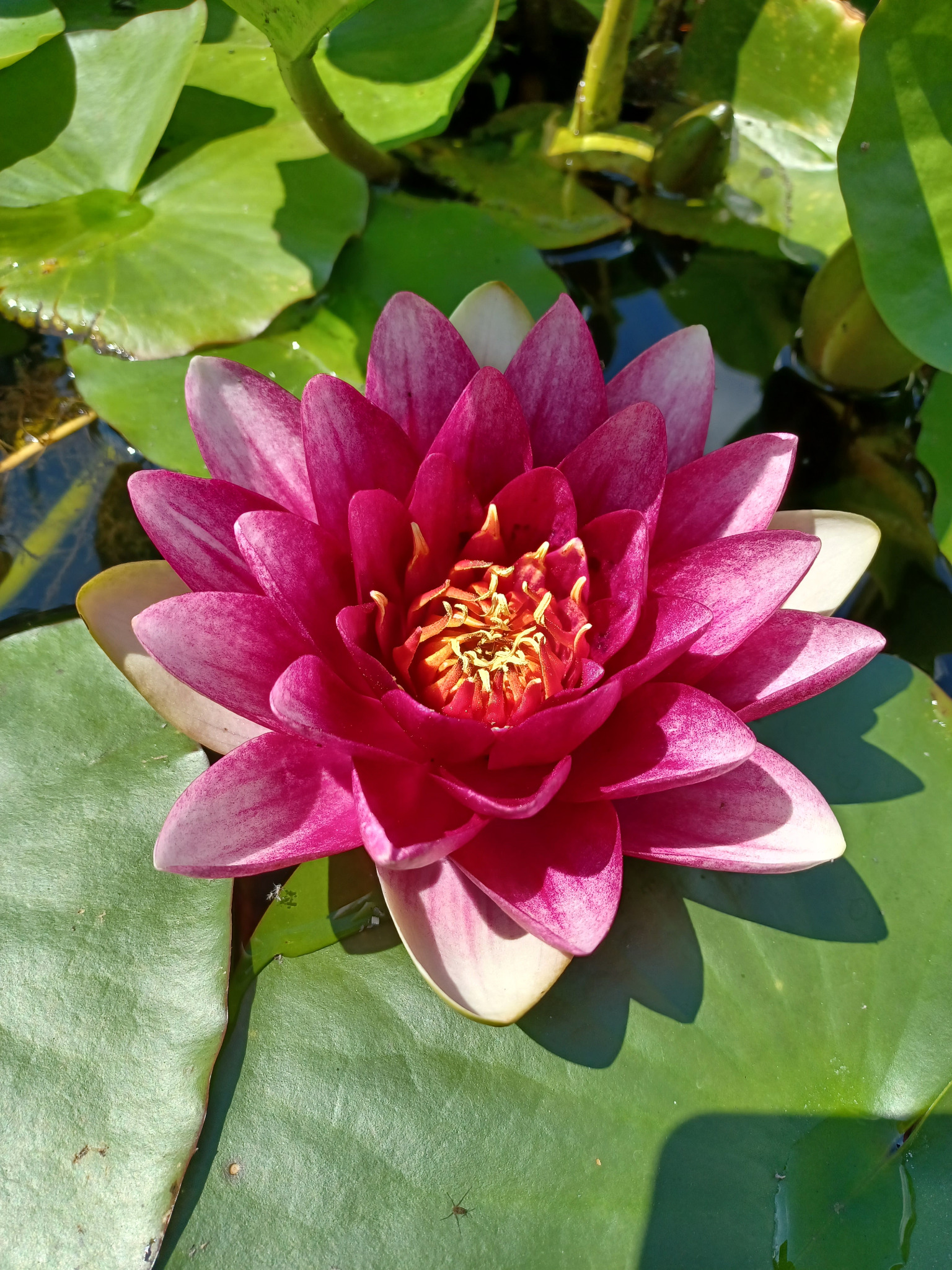 Różowa lilia wodna z żółtym środkiem, rozkwitająca na tle zielonych liści w stawie, oświetlona naturalnym światłem słonecznym.