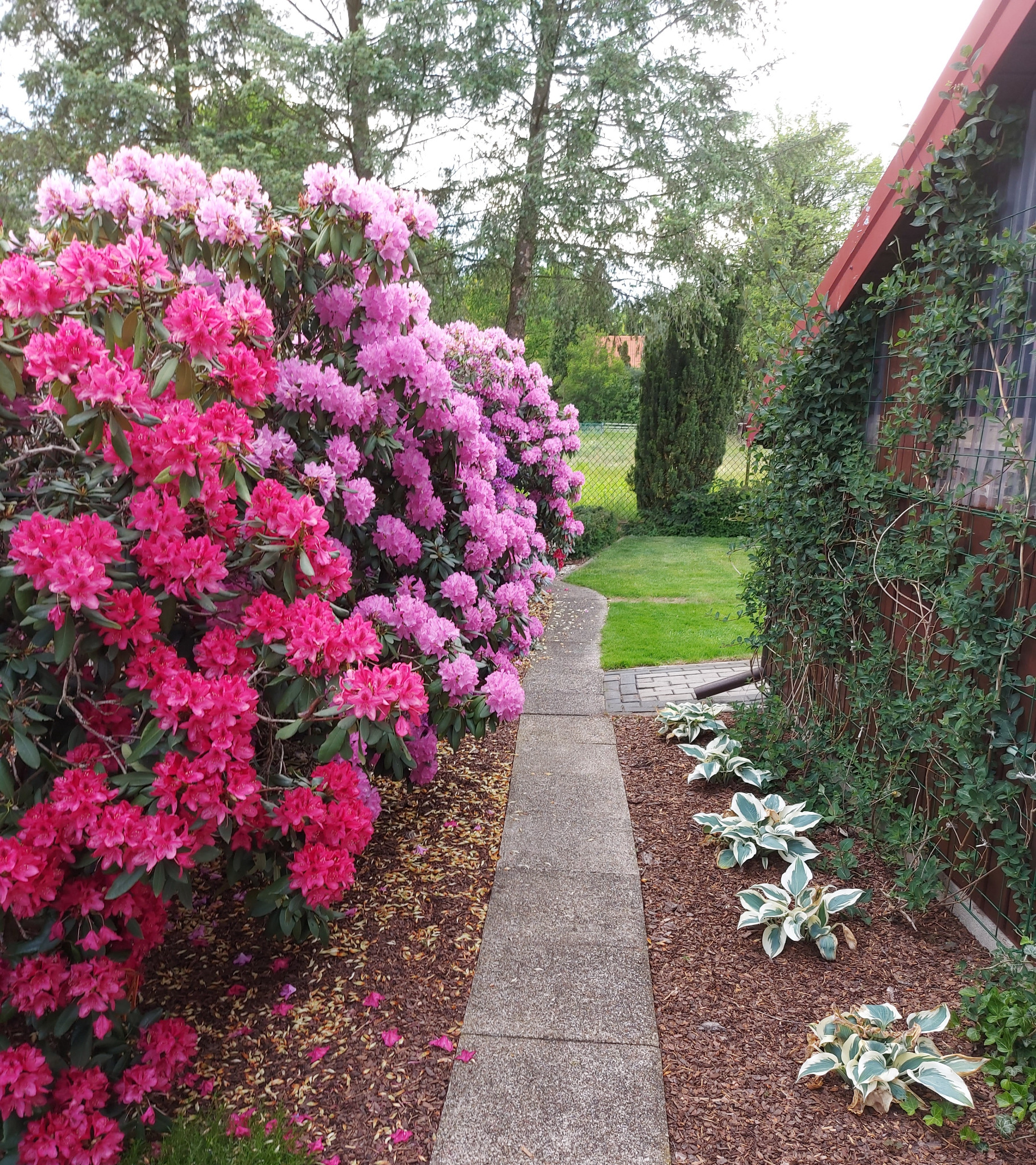 Ścieżka w ogrodzie z kwitnącymi różanecznikami w odcieniach różu i fioletu, obok drewnianej konstrukcji porośniętej pnączami i rabatami z funkiami.