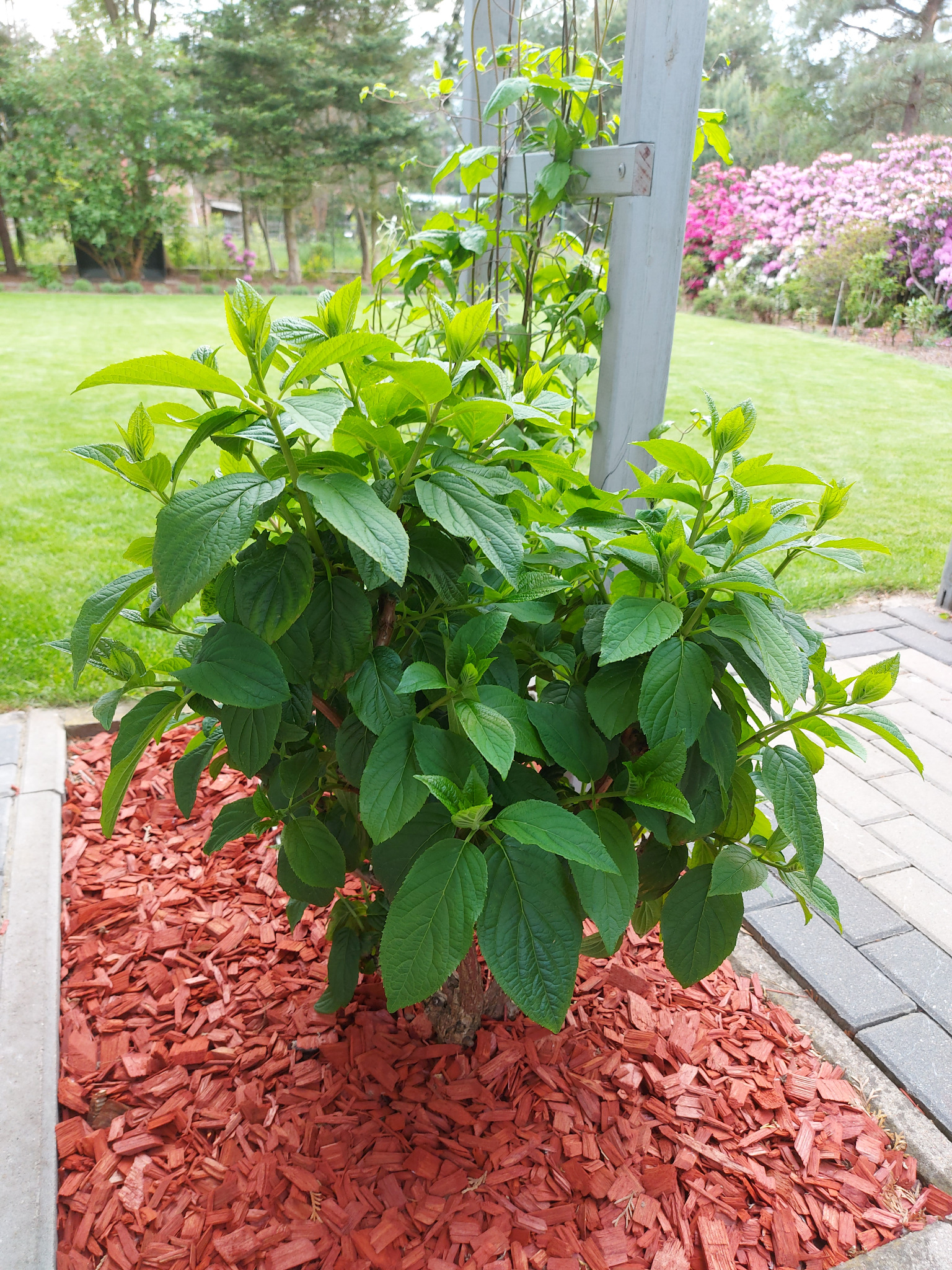 Krzew hortensji otoczony dekoracyjną korą drzewną na rabacie w ogrodzie. W tle trawnik, drzewa i kwitnące azalie. Widoczny fragment chodnika z kostki brukowej.