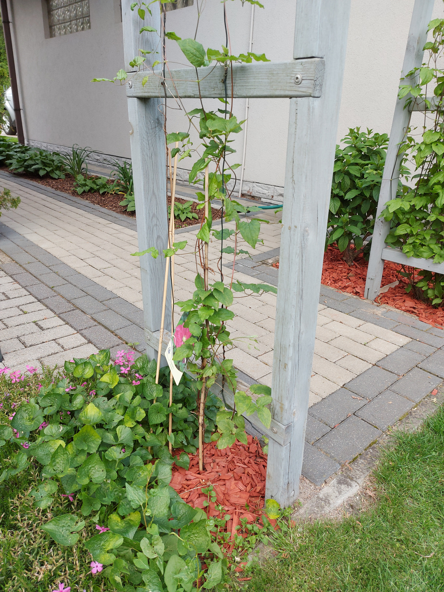 Młoda roślina pnąca, podparta bambusowymi tyczkami, rośnie przy szarej drewnianej pergoli. Rabata z kwiatami i kora dekoracyjna. Kostka brukowa w tle.