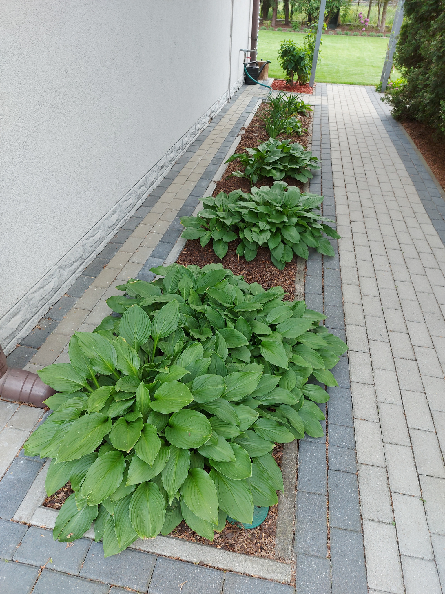 Rząd zielonych funkii wzdłuż ścieżki z kostki, obok białej ściany domu. Dekoracyjne obsypanie korą. Widok z góry, ukazuje zadbany ogród.
